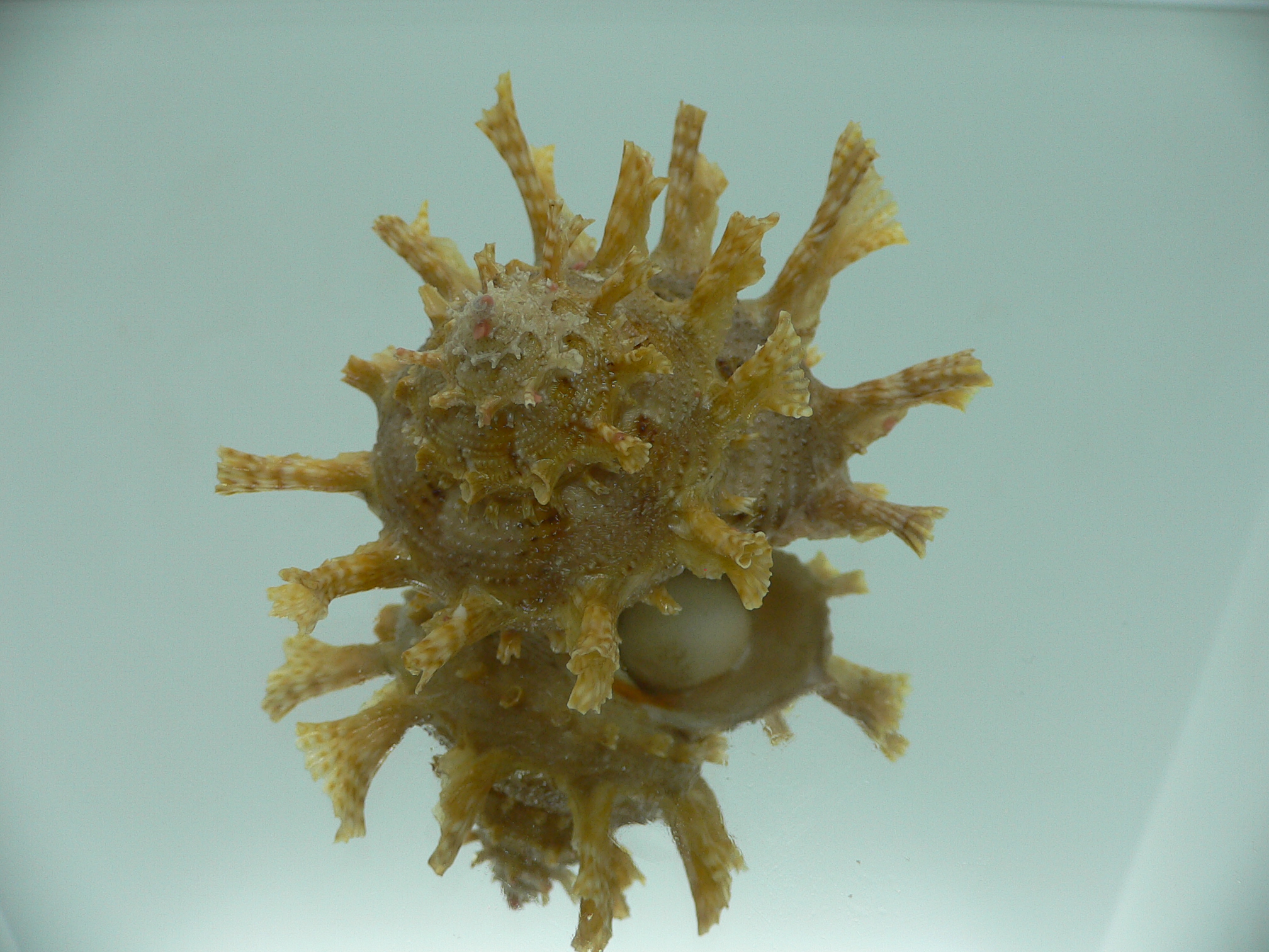 Harisazaea girgyllus BIG & BEIGE