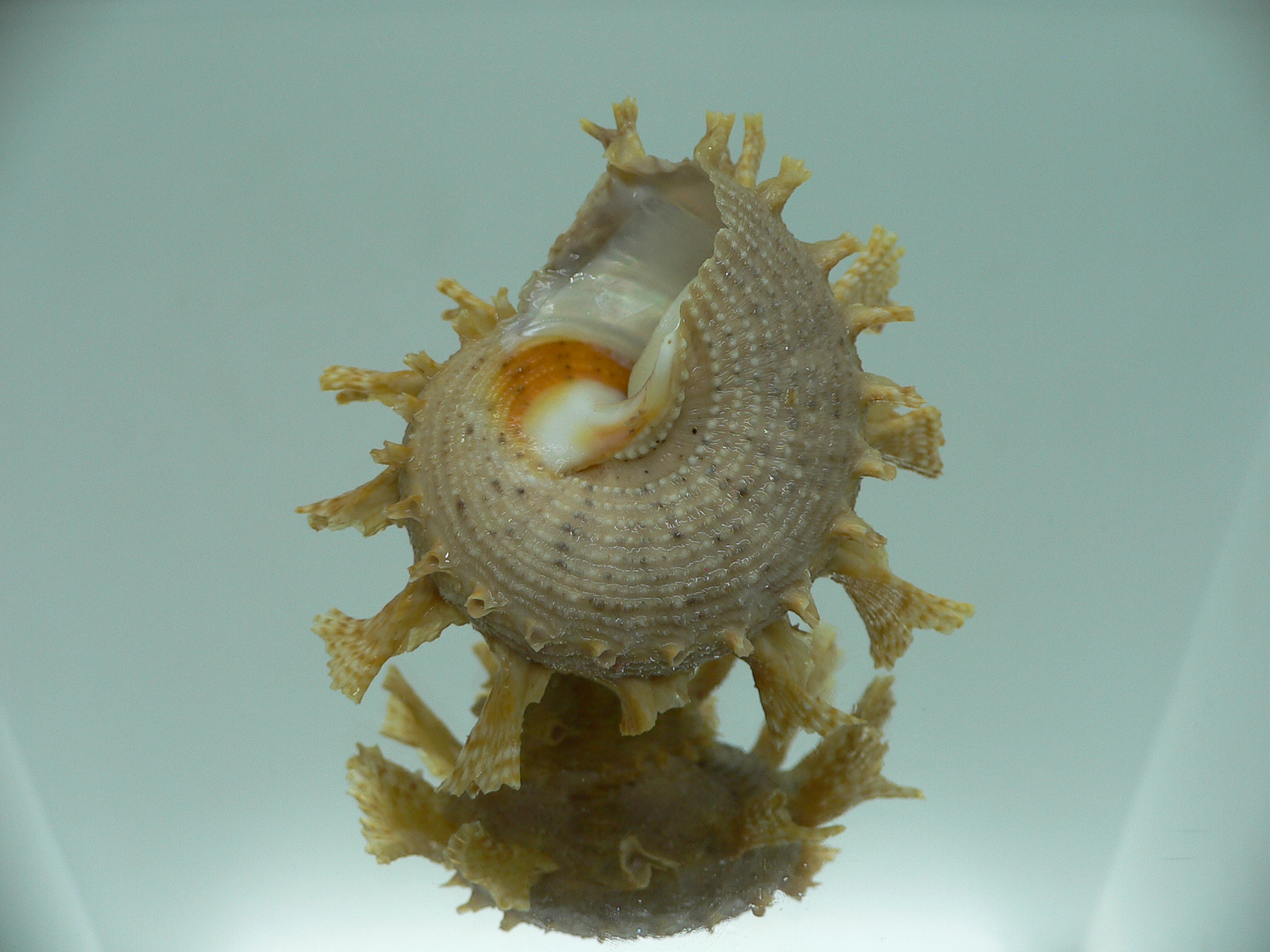 Harisazaea girgyllus BIG & BEIGE