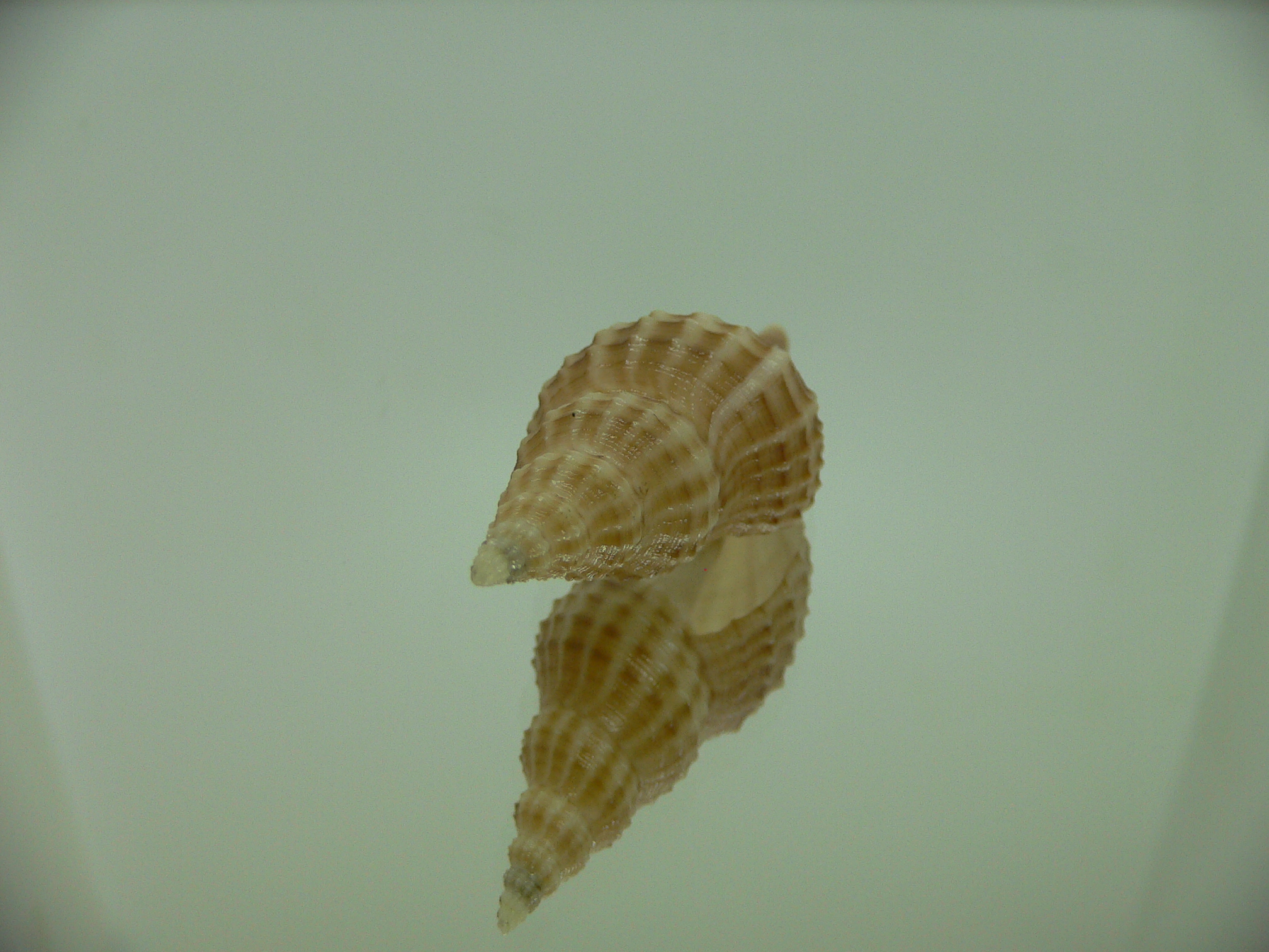 Granulifusus hayashii LIGHT & STRIPES