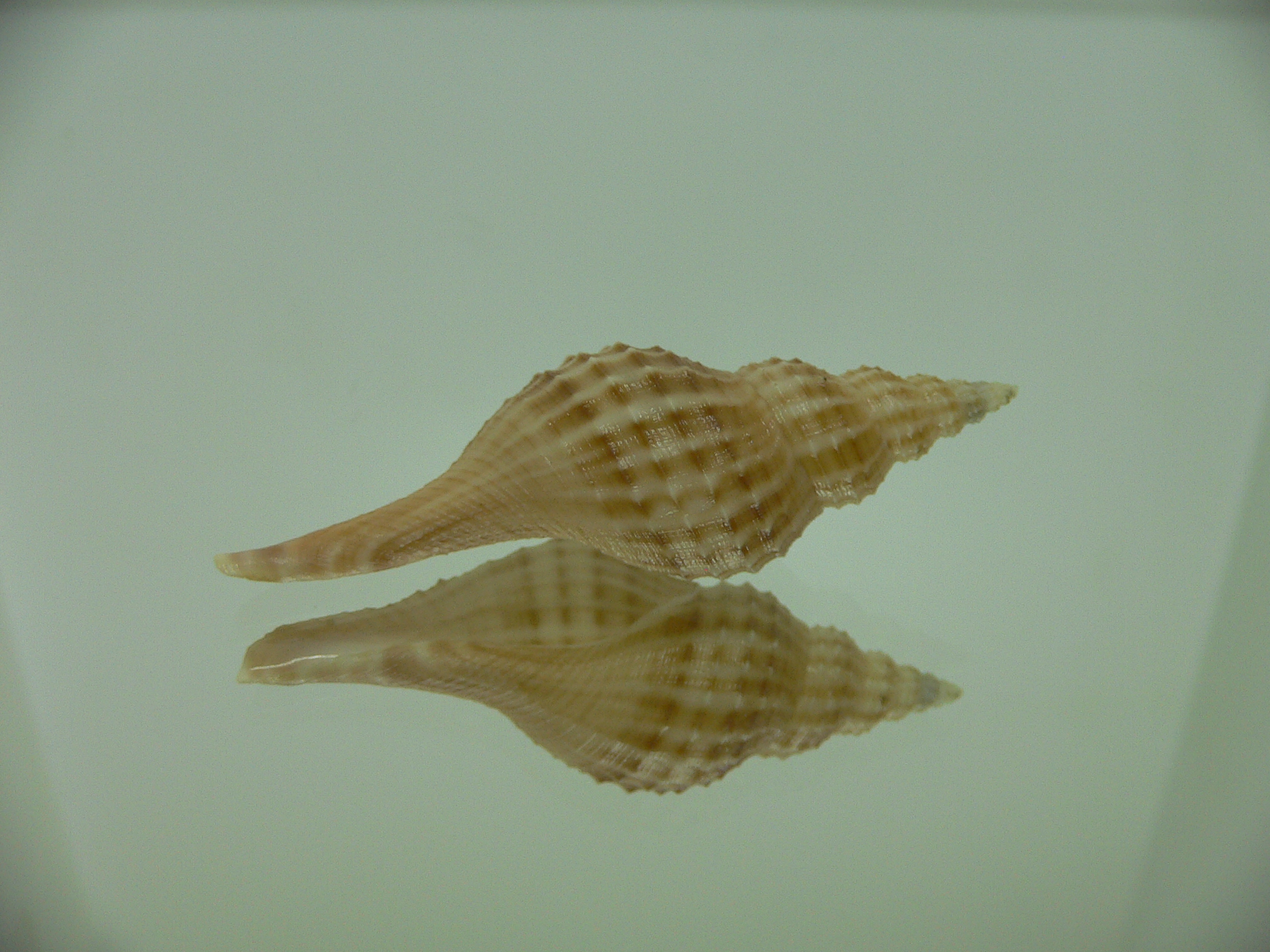 Granulifusus hayashii LIGHT & STRIPES