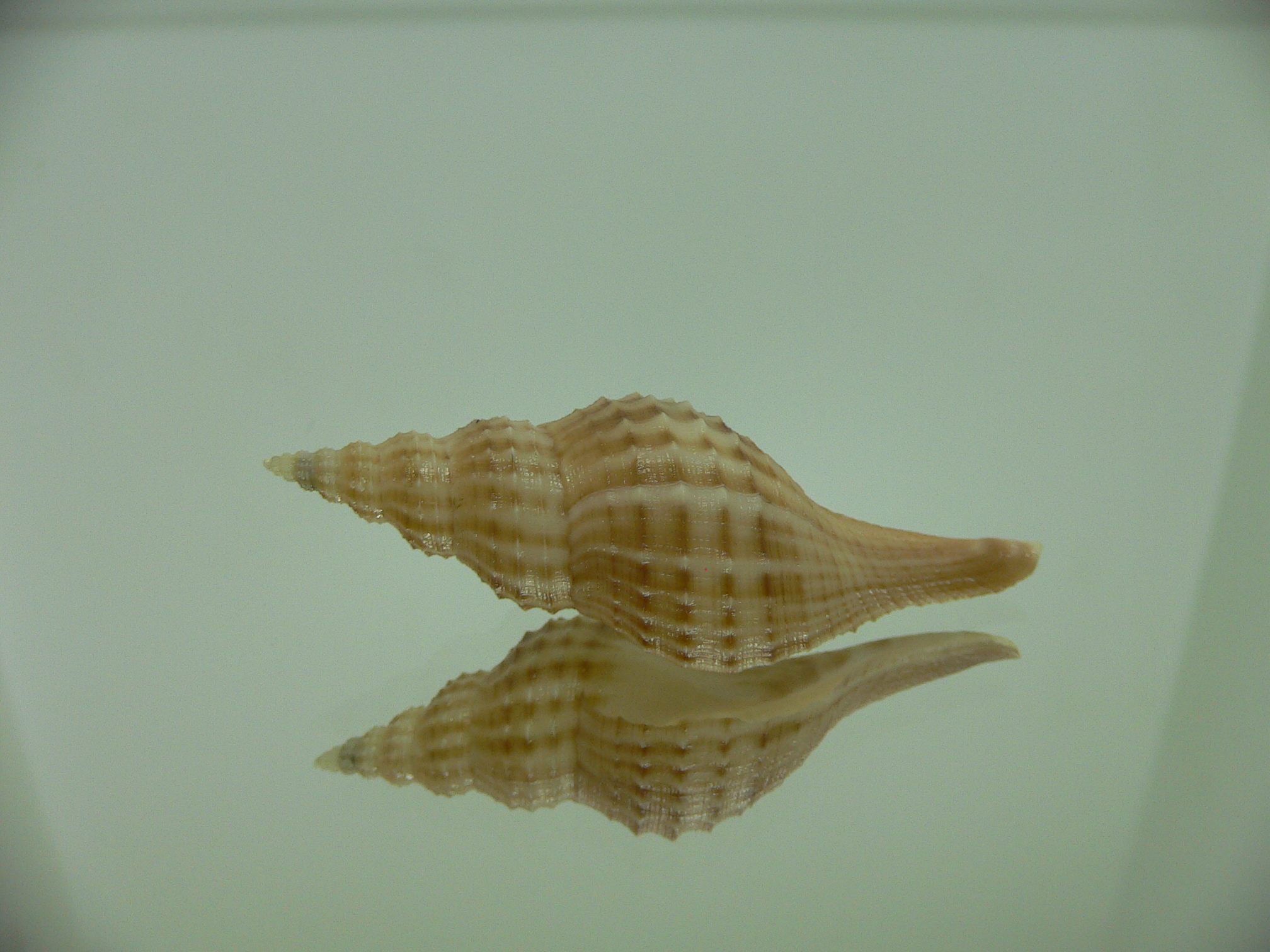 Granulifusus hayashii LIGHT & STRIPES