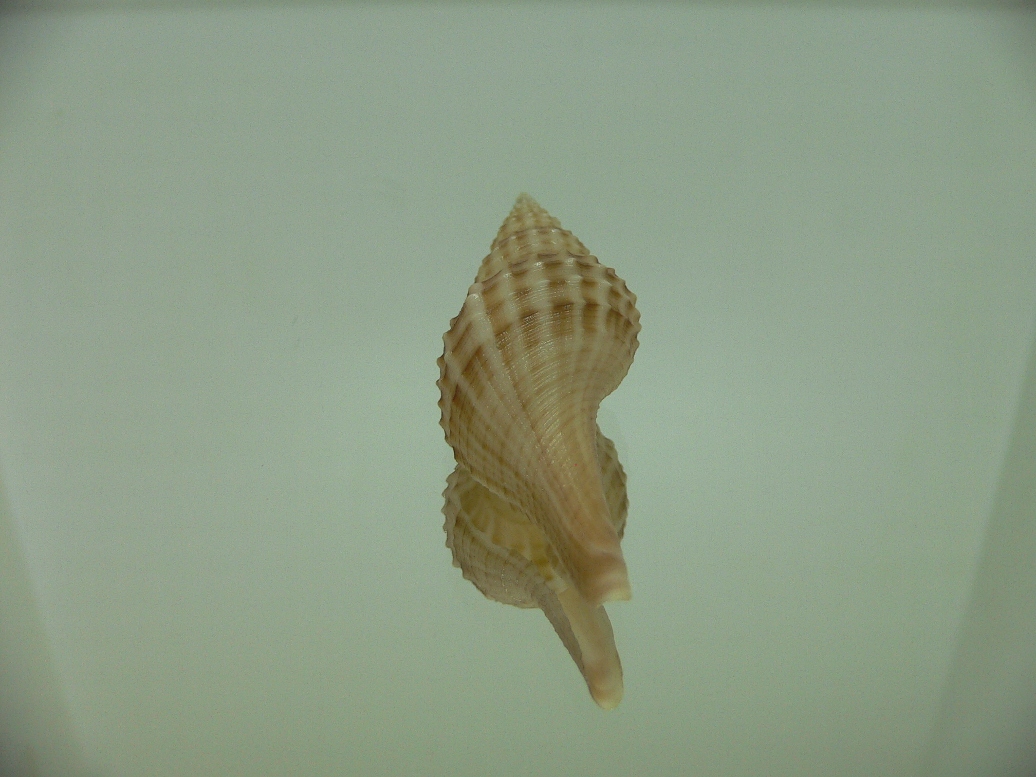 Granulifusus hayashii LIGHT & STRIPES