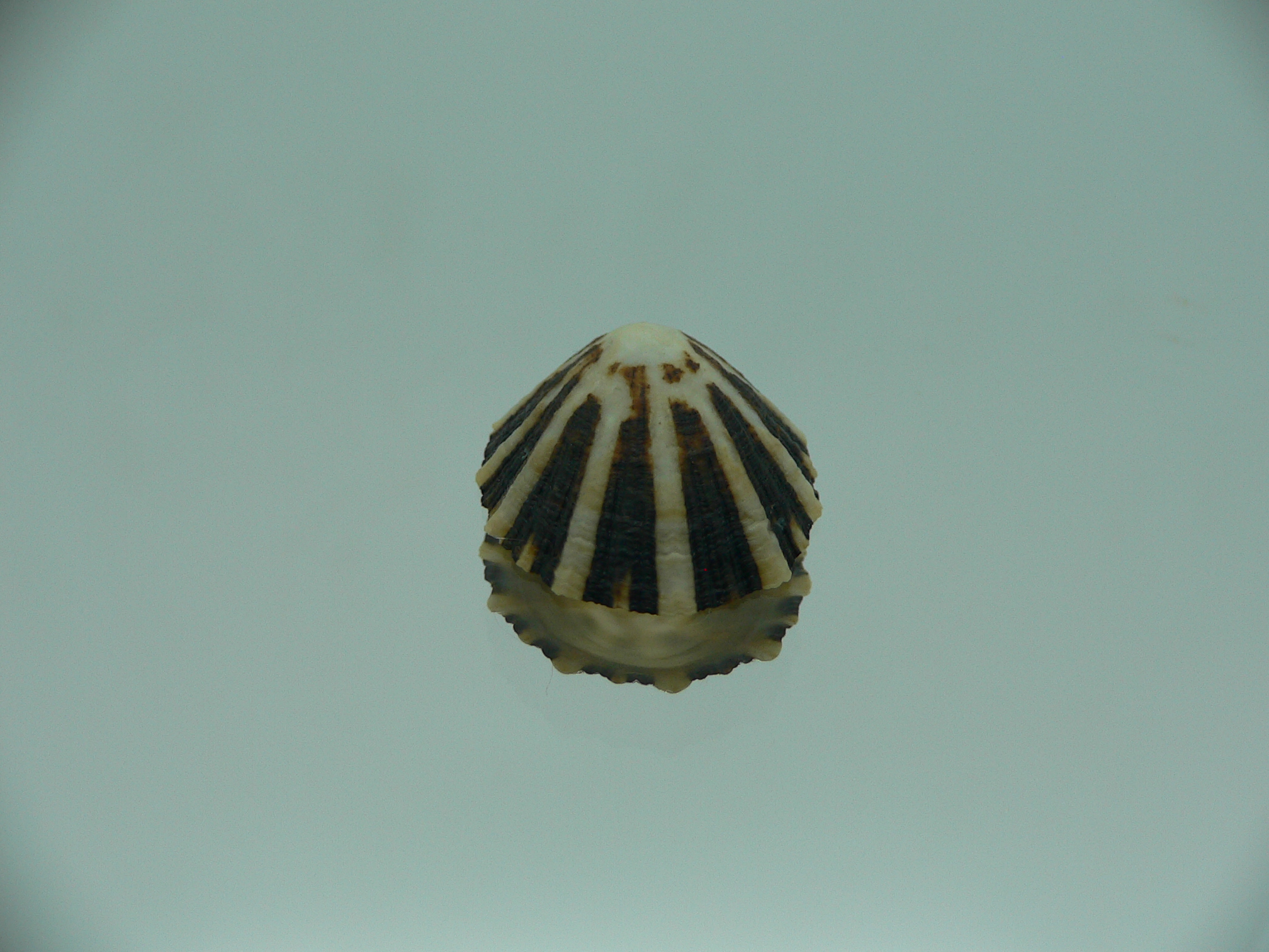 Patella (Scutellastra) peronii ENDEMIC
