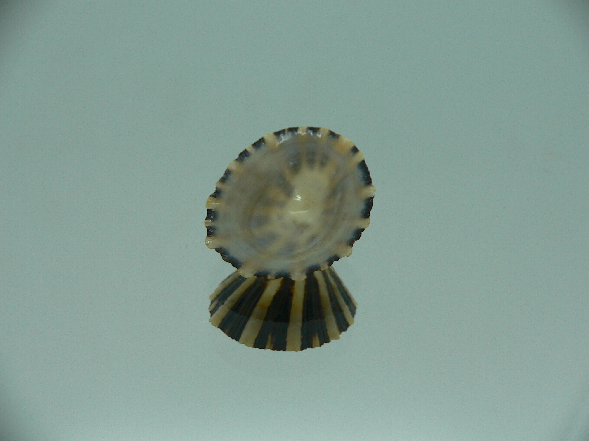 Patella (Scutellastra) peronii ENDEMIC