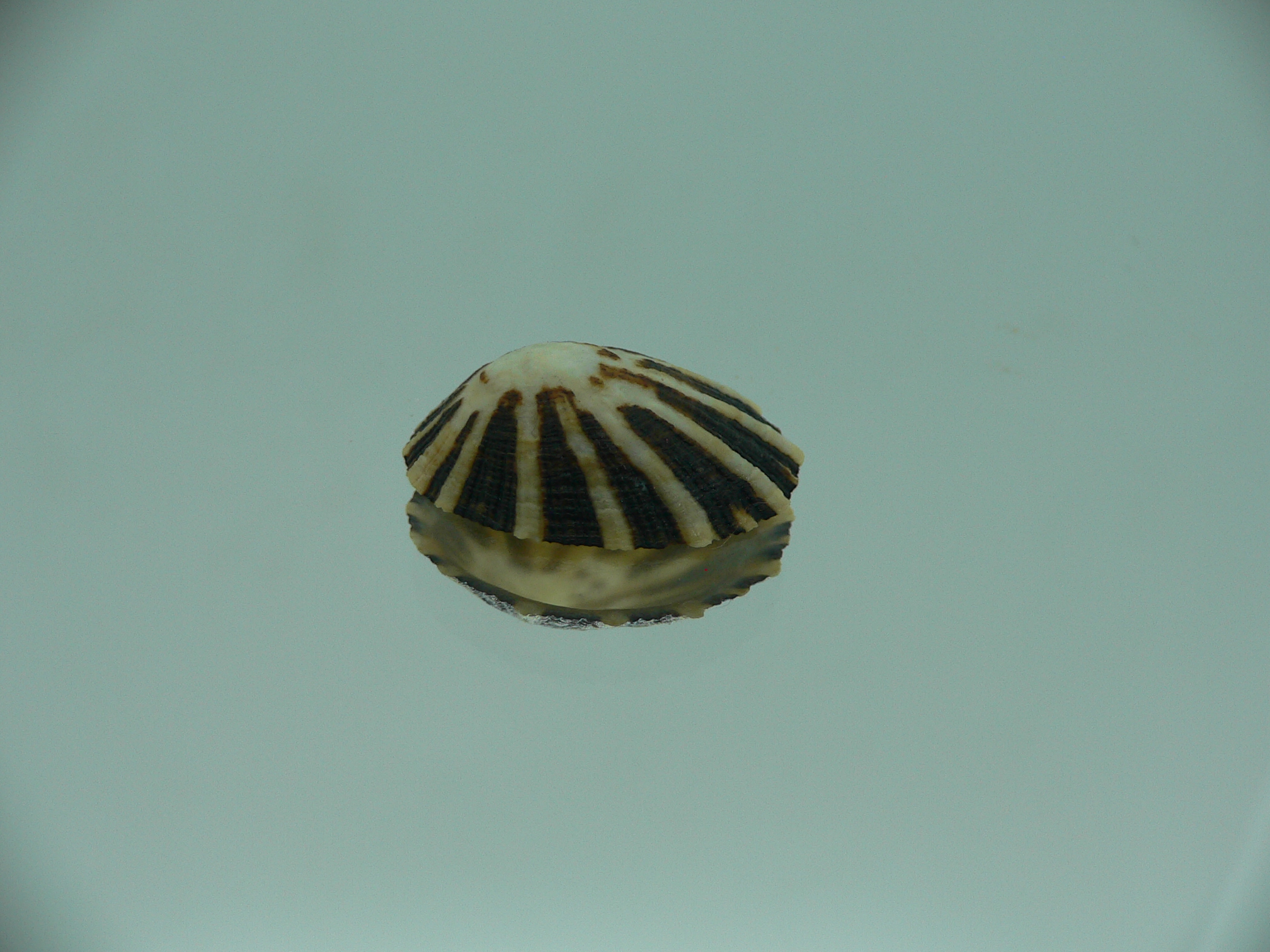 Patella (Scutellastra) peronii ENDEMIC