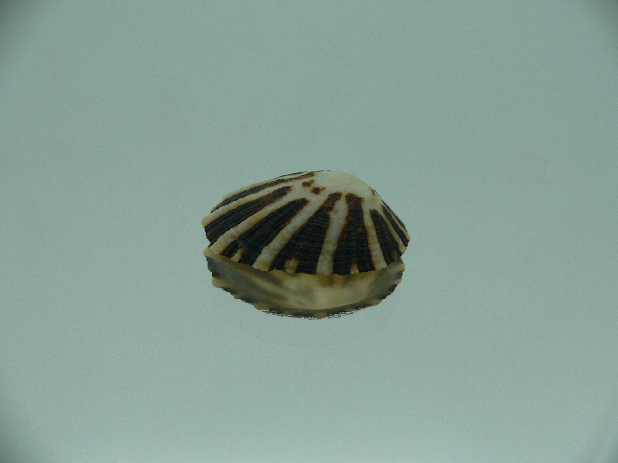 Patella (Scutellastra) peronii ENDEMIC