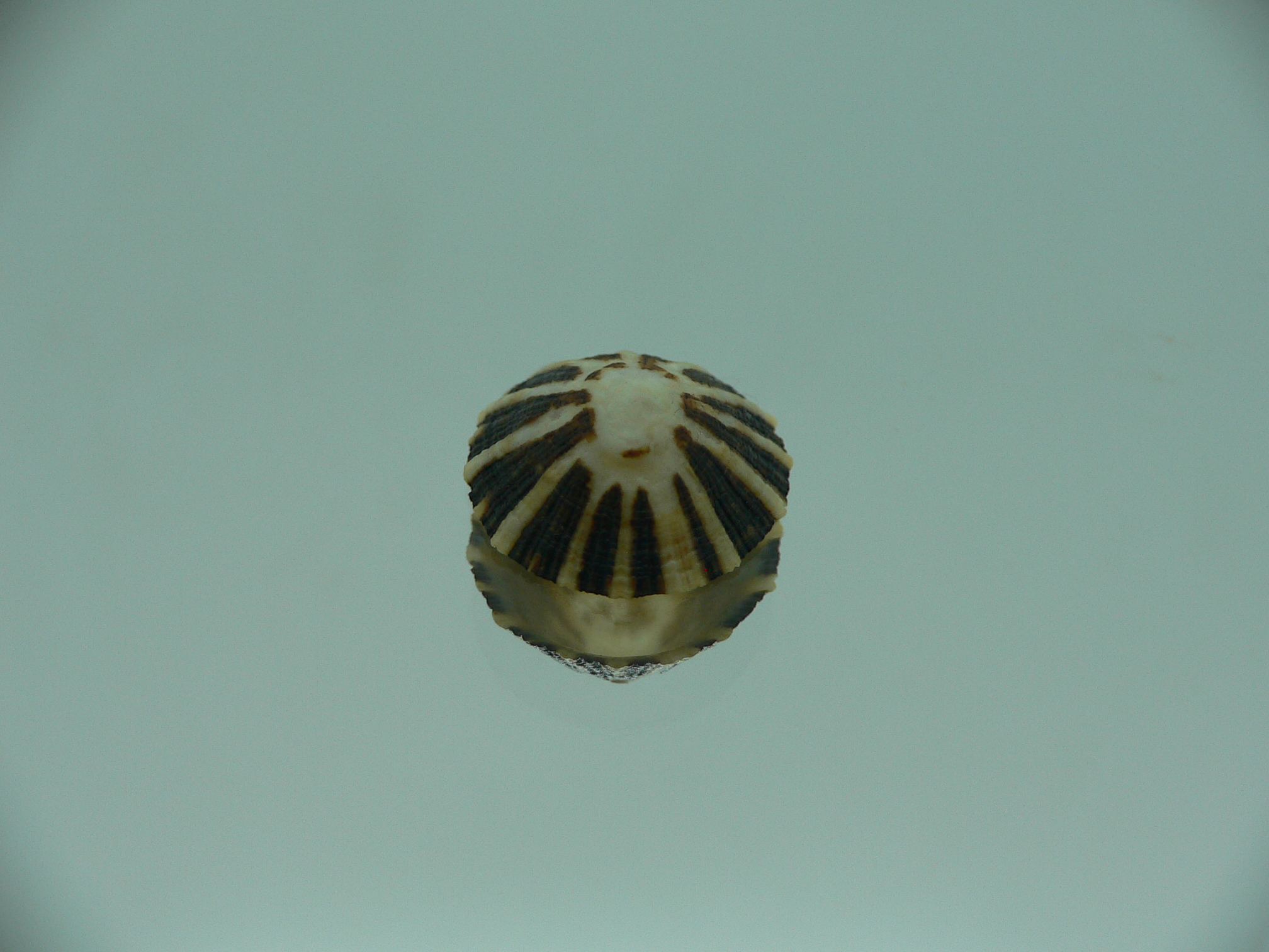 Patella (Scutellastra) peronii ENDEMIC