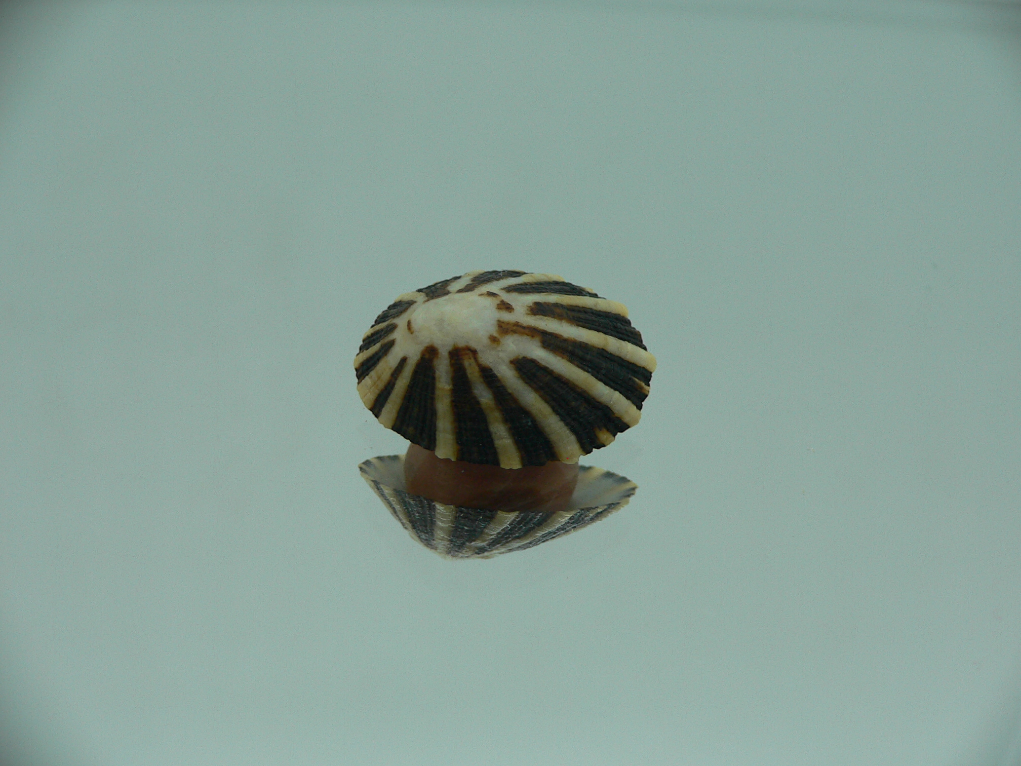 Patella (Scutellastra) peronii ENDEMIC