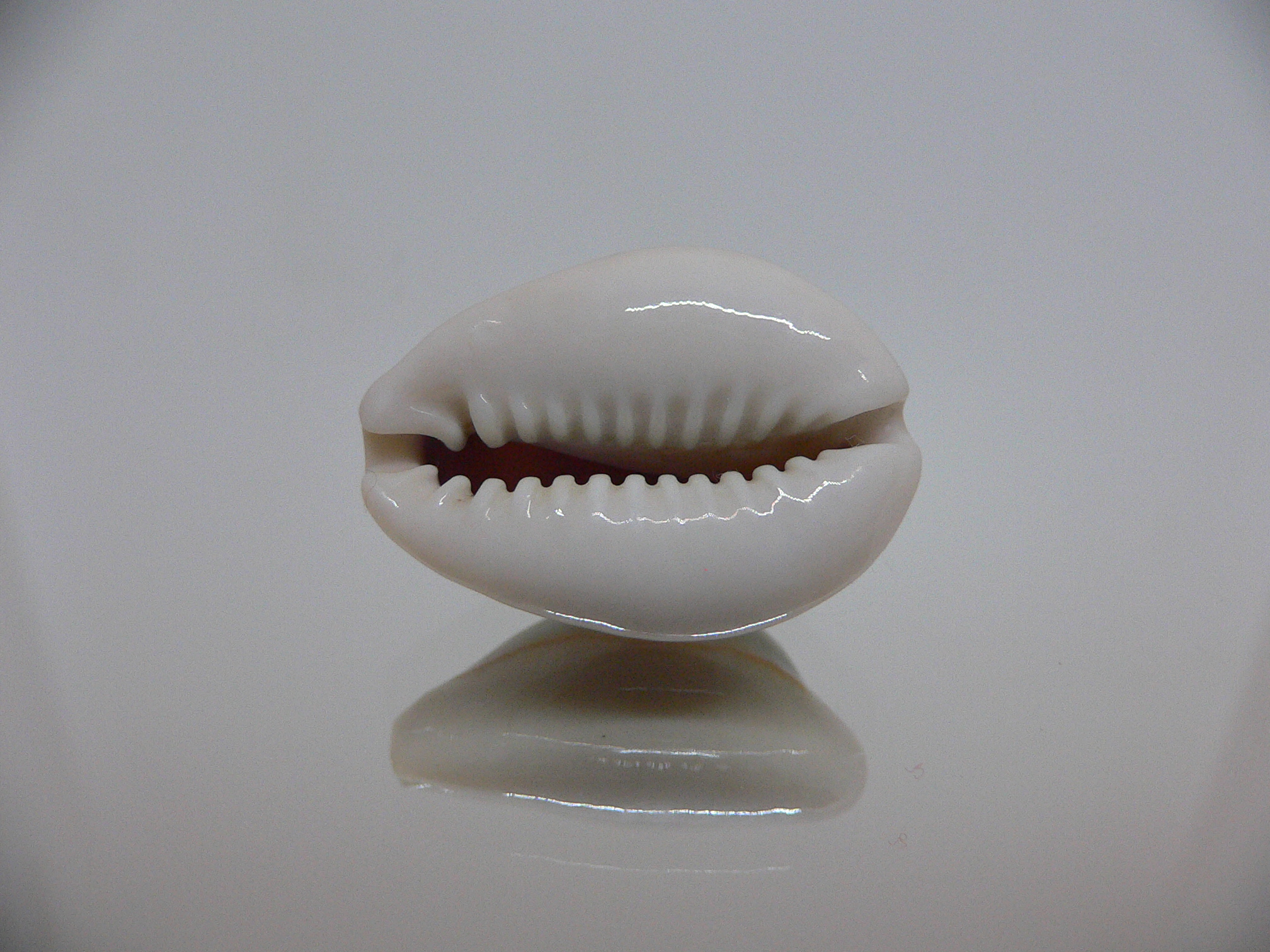 Cypraea annulus cf. circumpicta (var.) BIG, PINK & STRIPES