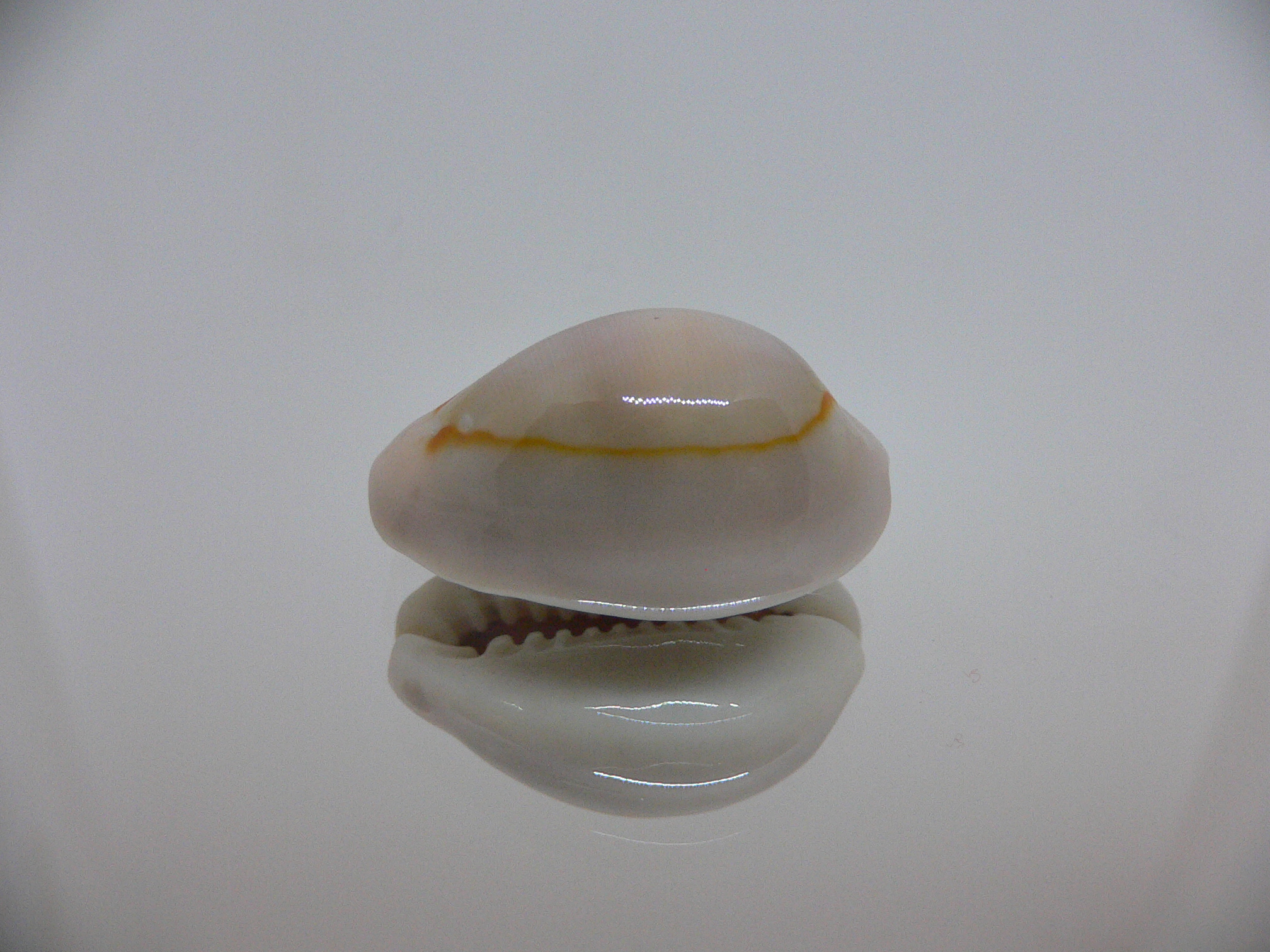 Cypraea annulus cf. circumpicta (var.) BIG, PINK & STRIPES