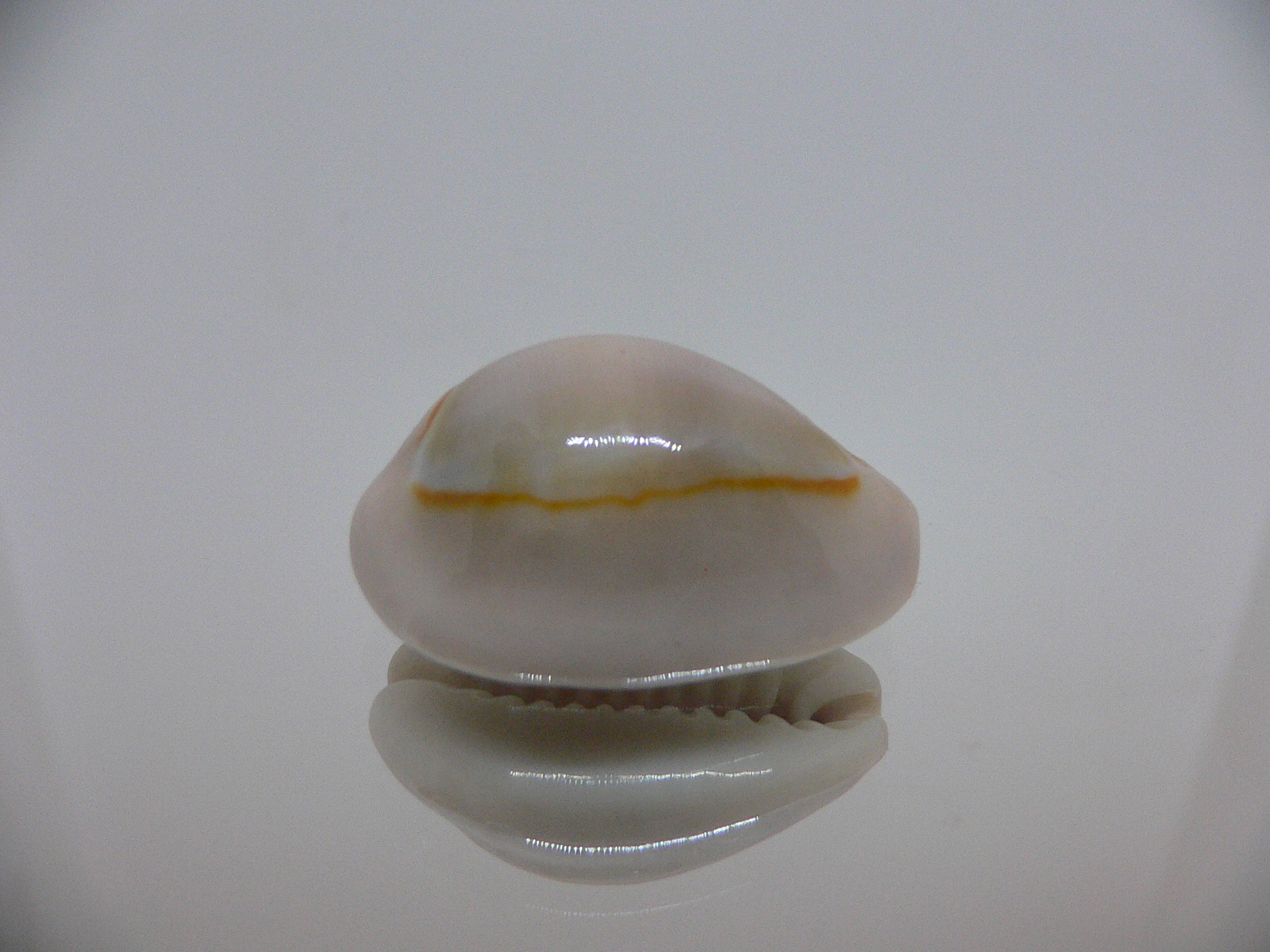 Cypraea annulus cf. circumpicta (var.) BIG, PINK & STRIPES