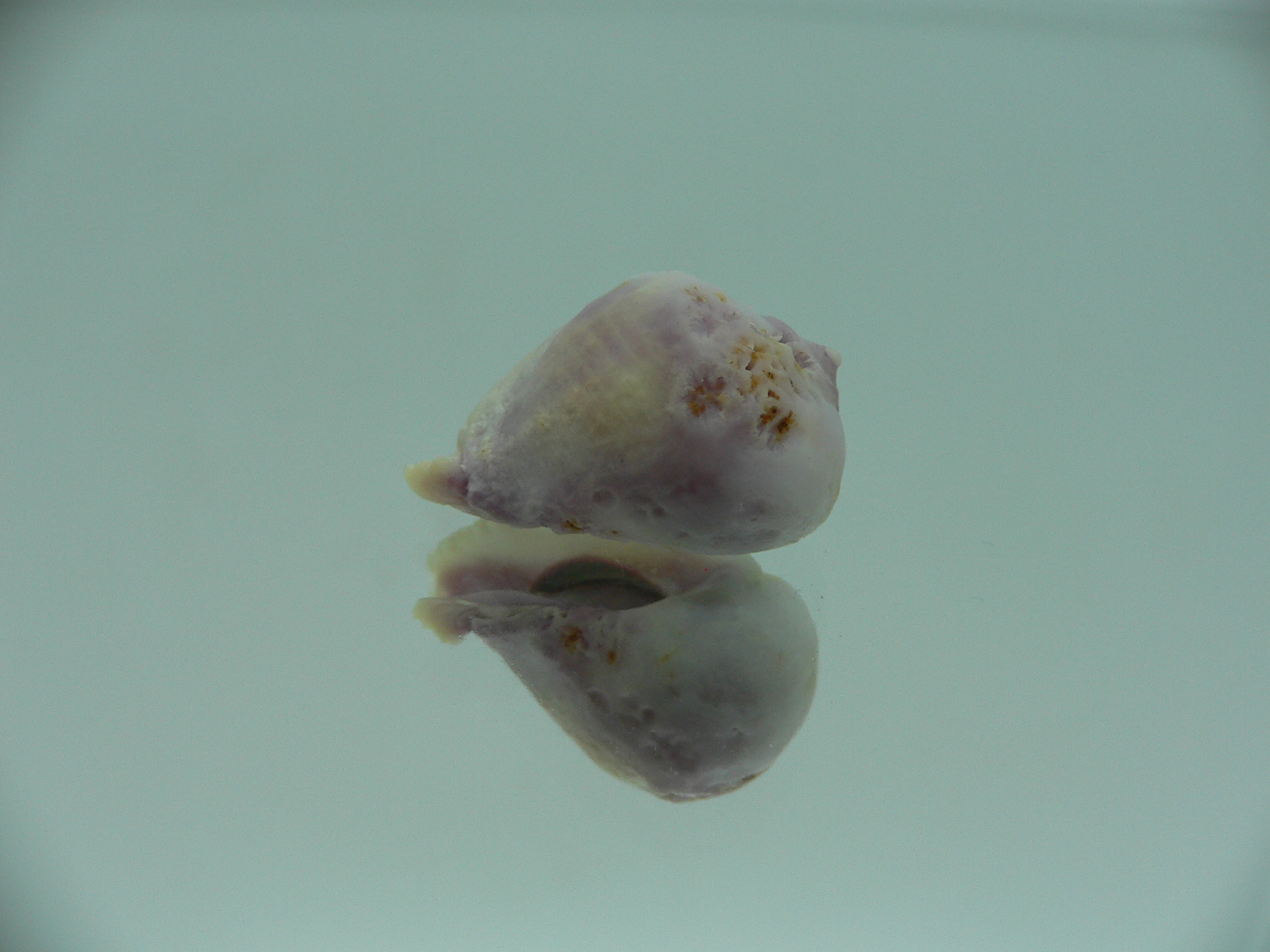 Coralliophila violacea