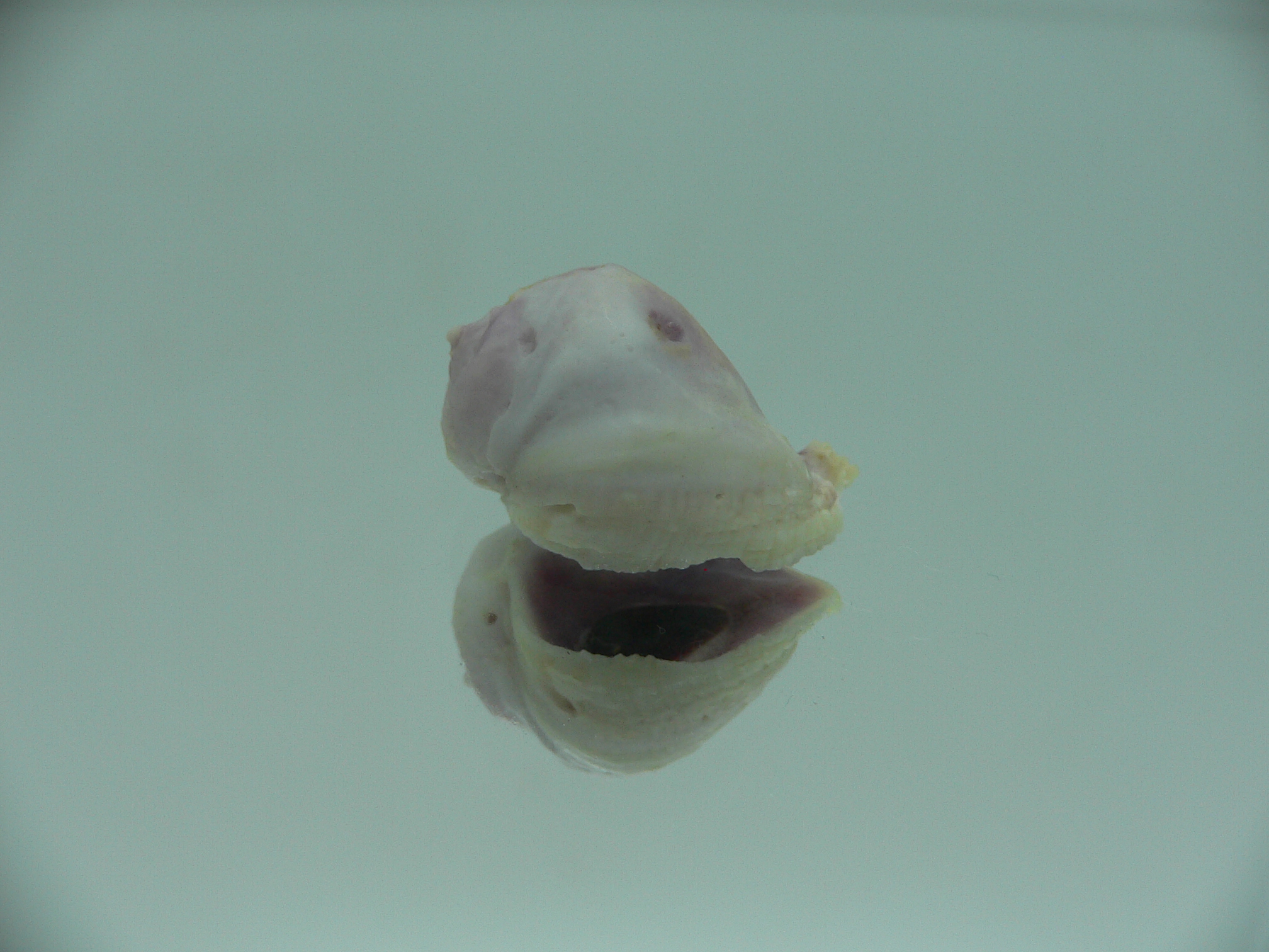 Coralliophila violacea