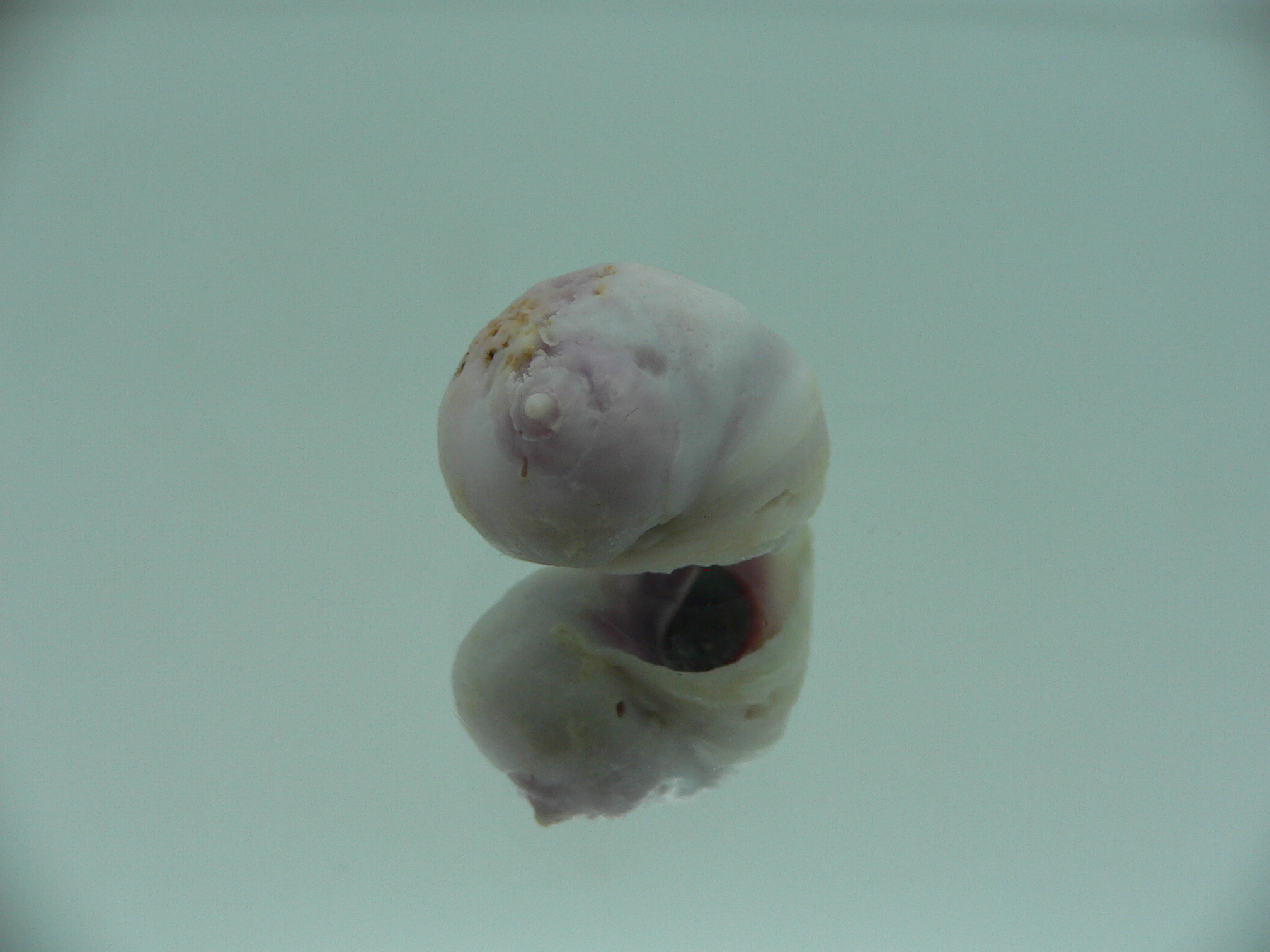 Coralliophila violacea