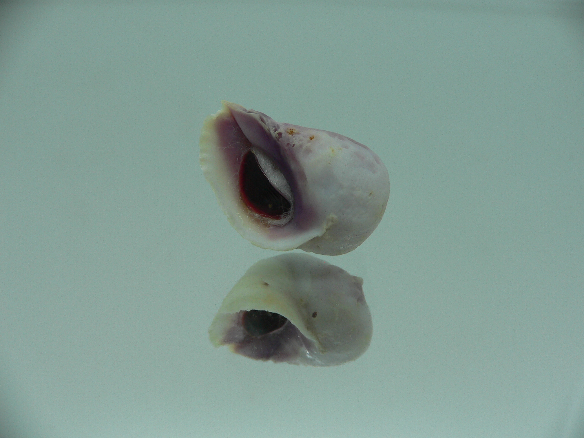 Coralliophila violacea