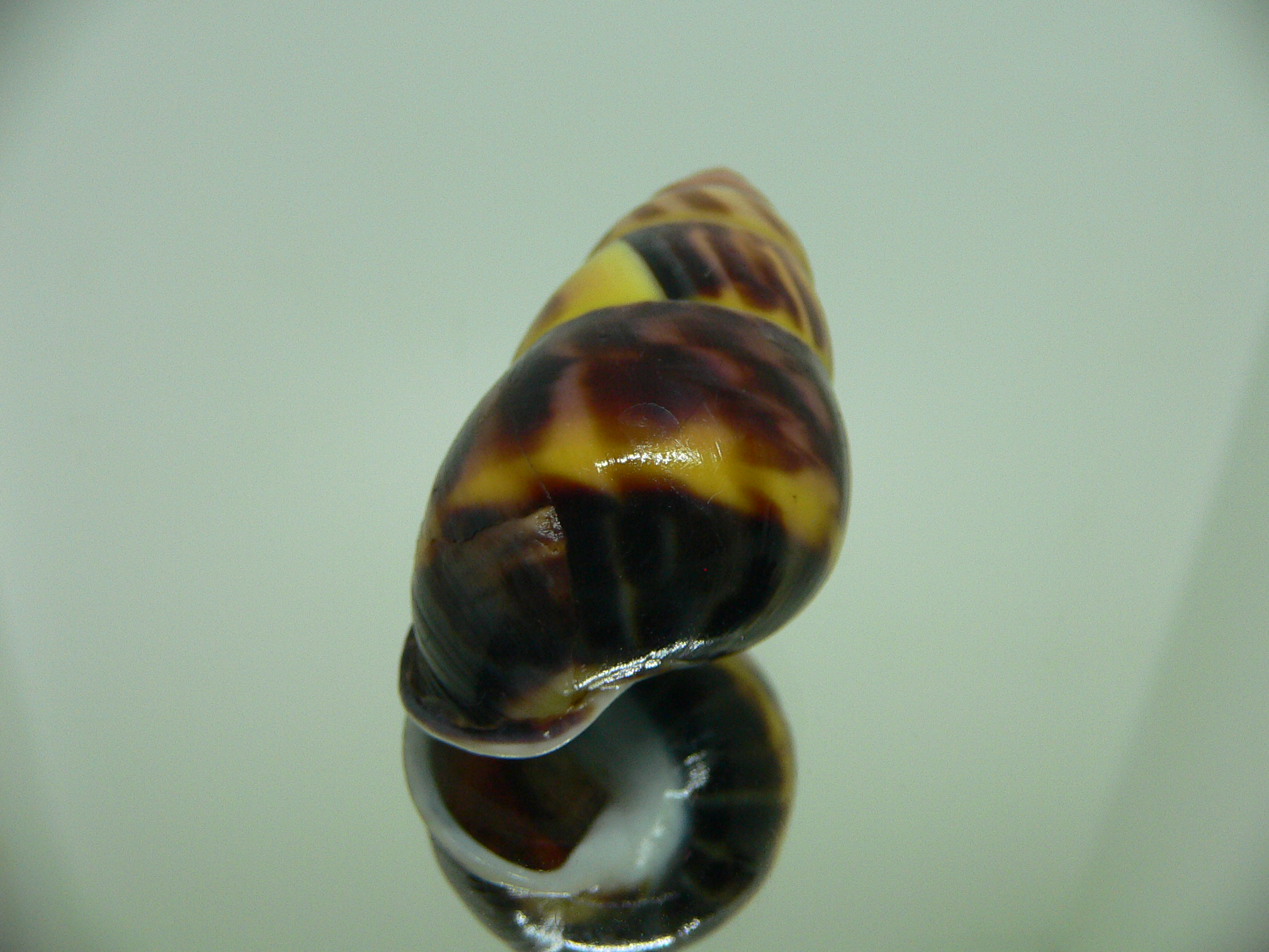 Amphidromus perversus melanoma FIRE
