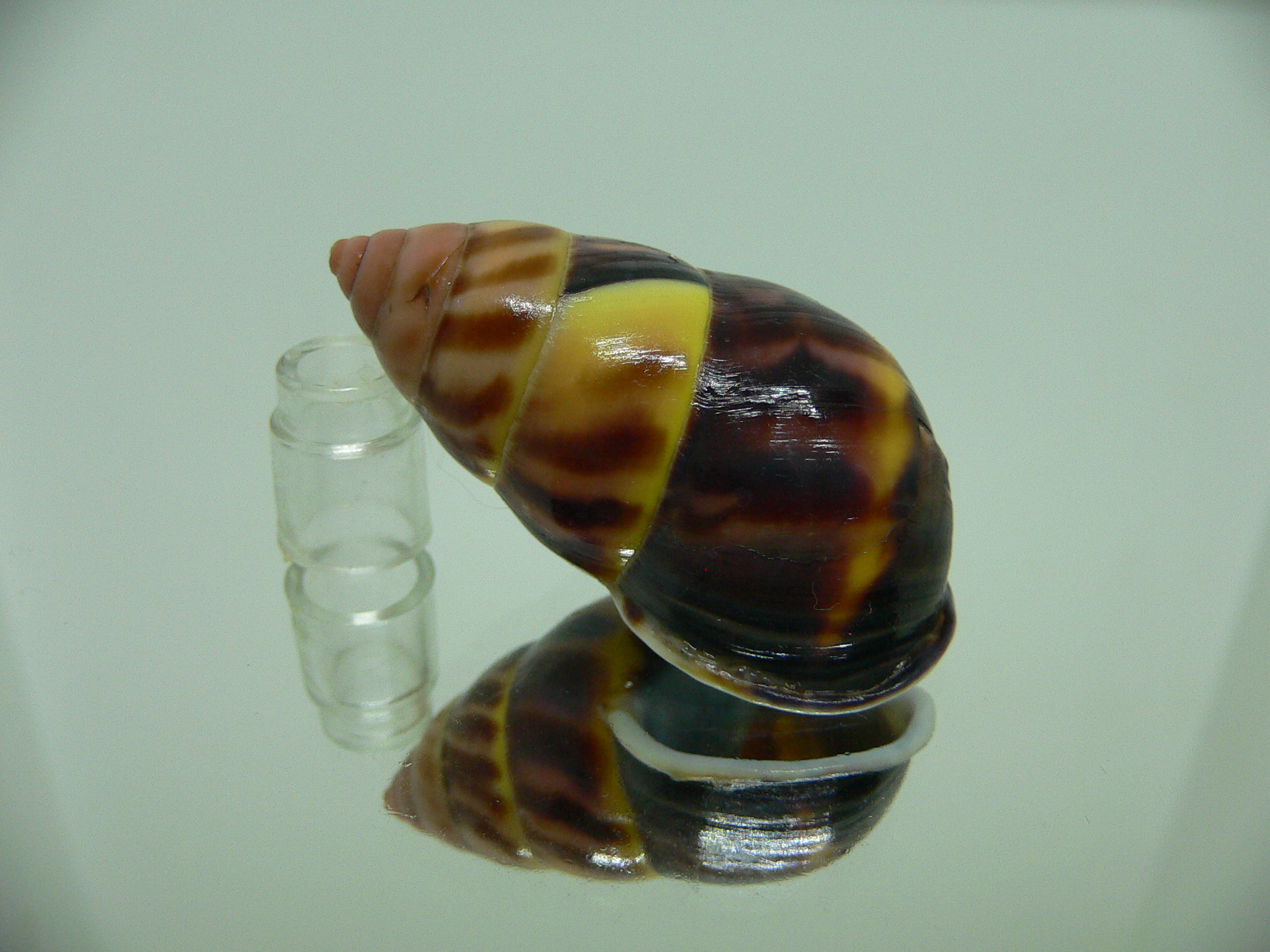 Amphidromus perversus melanoma FIRE