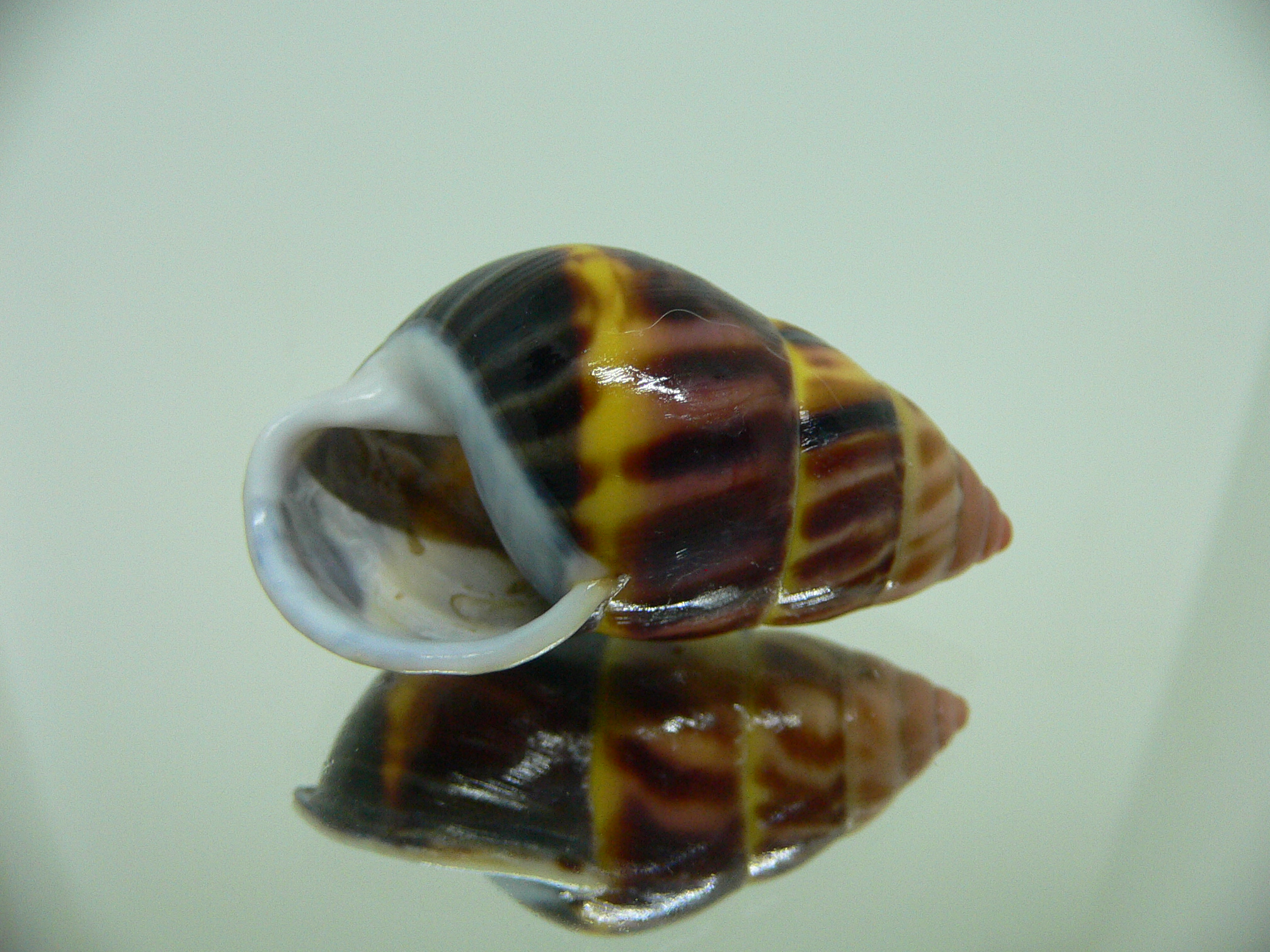 Amphidromus perversus melanoma FIRE