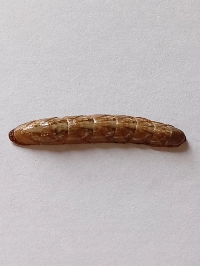 Stenochiton longicymba ENDEMIC 6