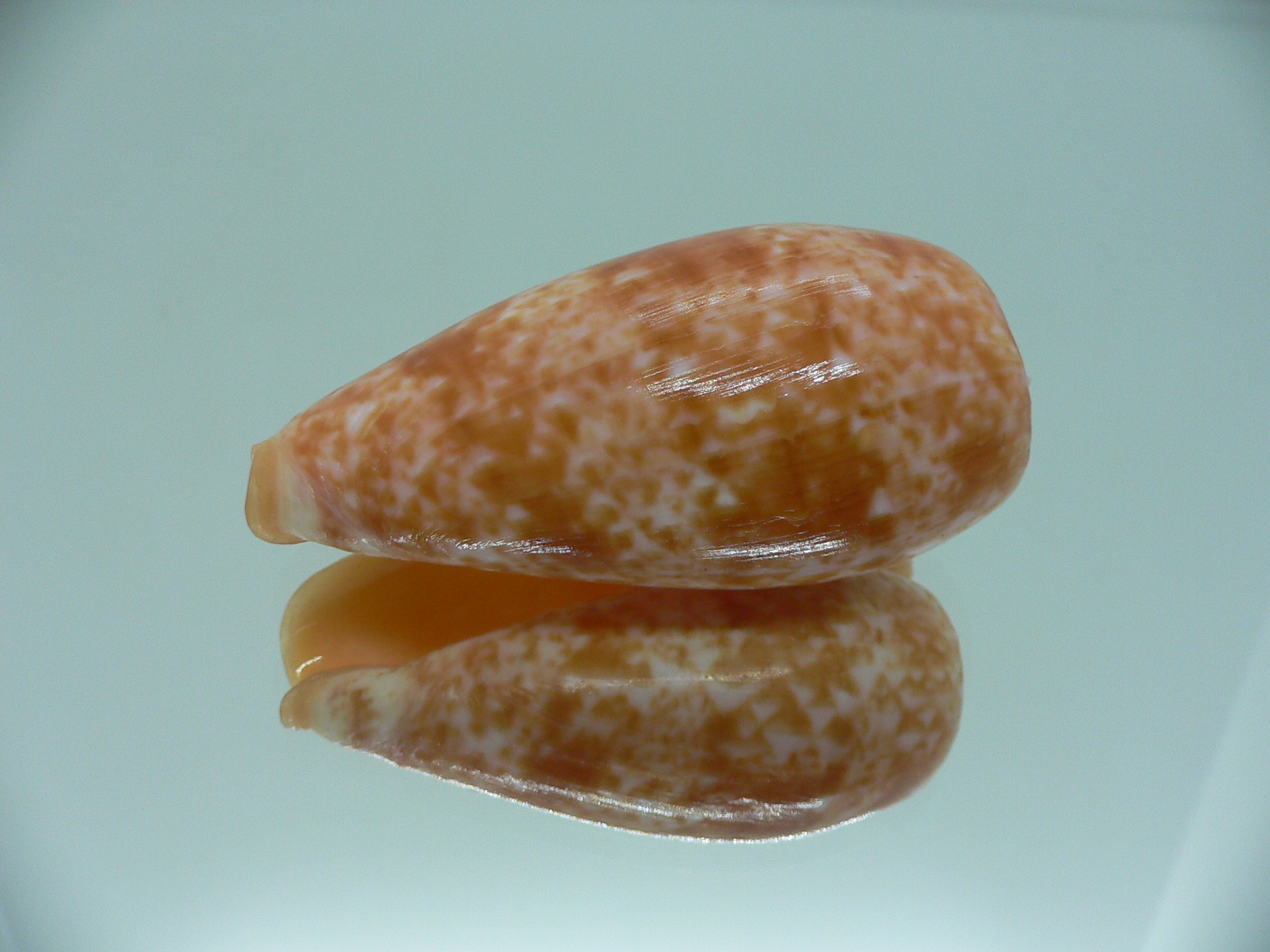 Conus bullatus RED STRIPES