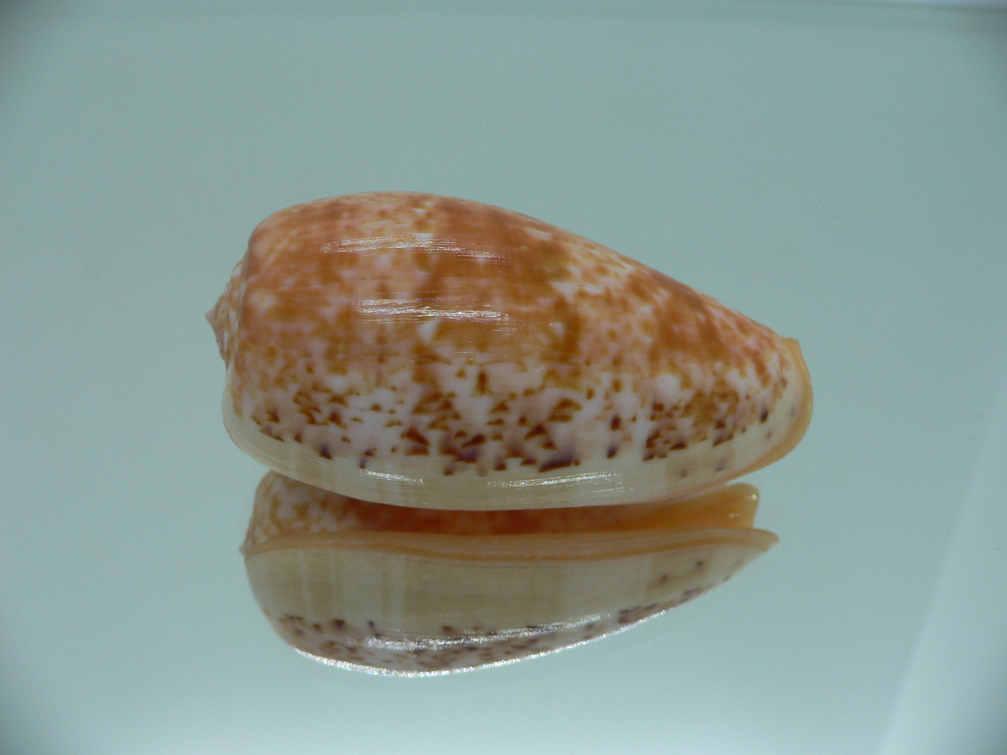 Conus bullatus RED STRIPES