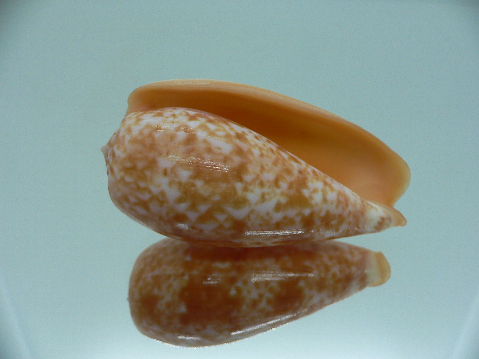 Conus bullatus RED STRIPES