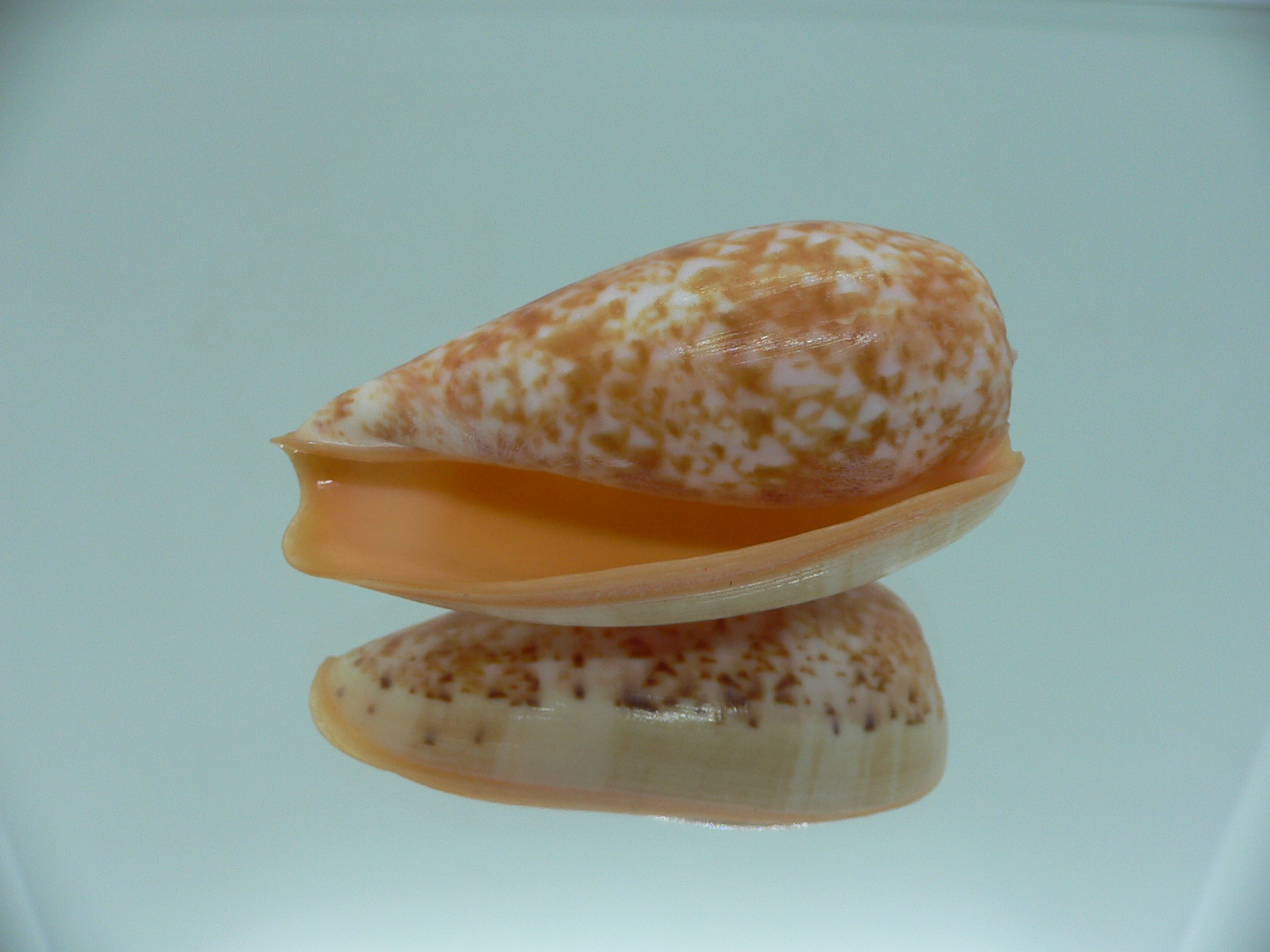 Conus bullatus RED STRIPES
