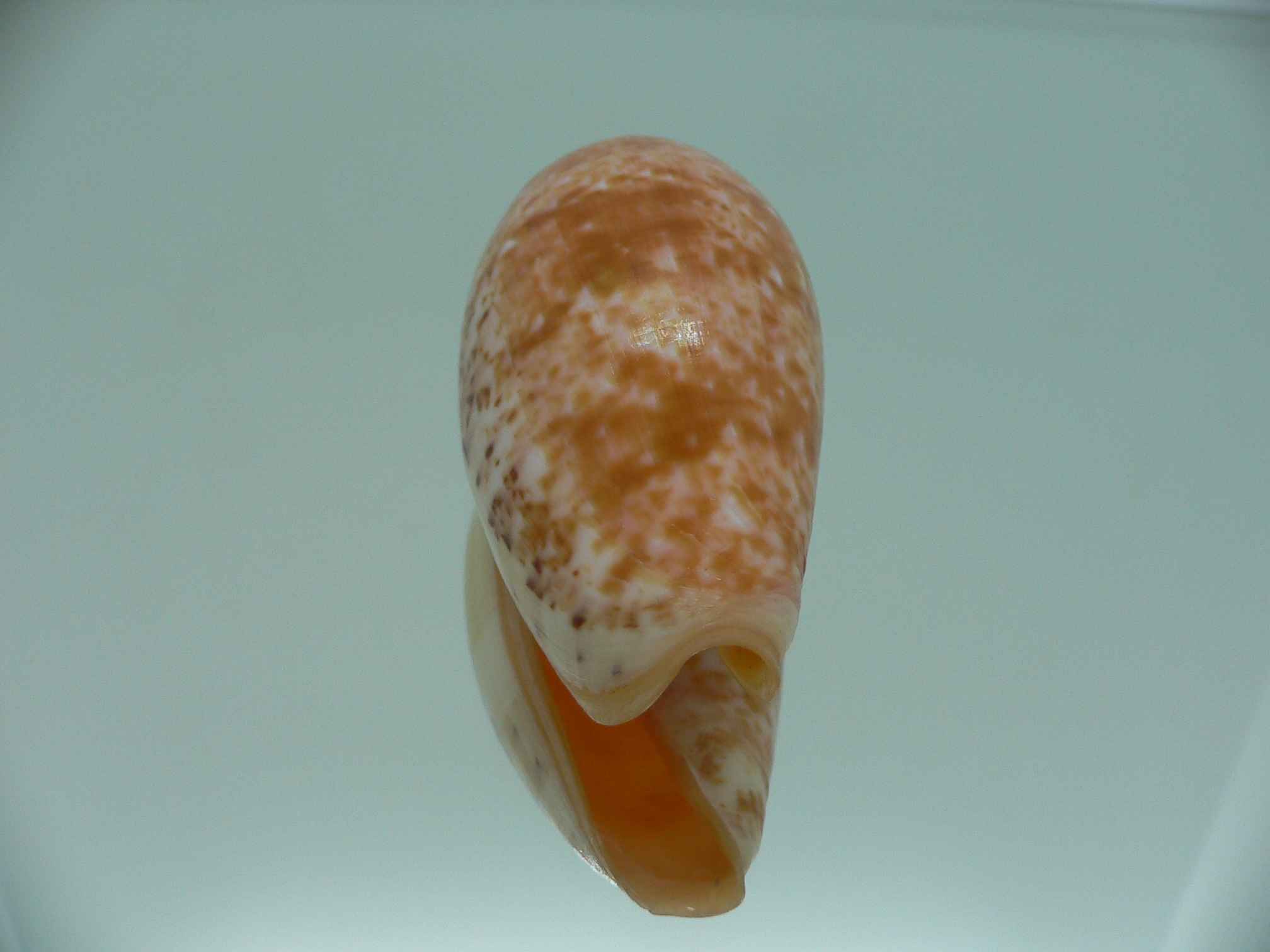 Conus bullatus RED STRIPES