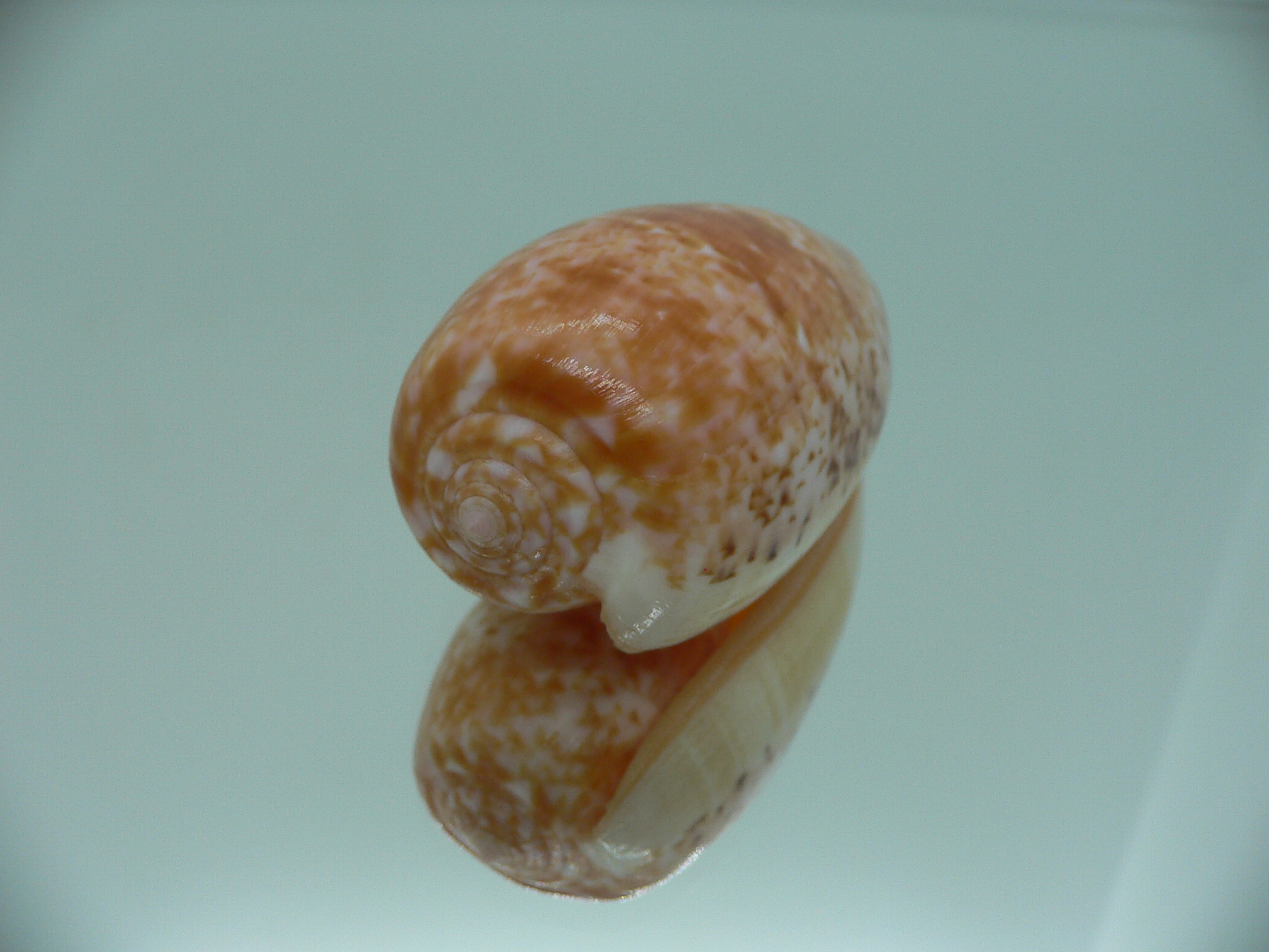 Conus bullatus RED STRIPES