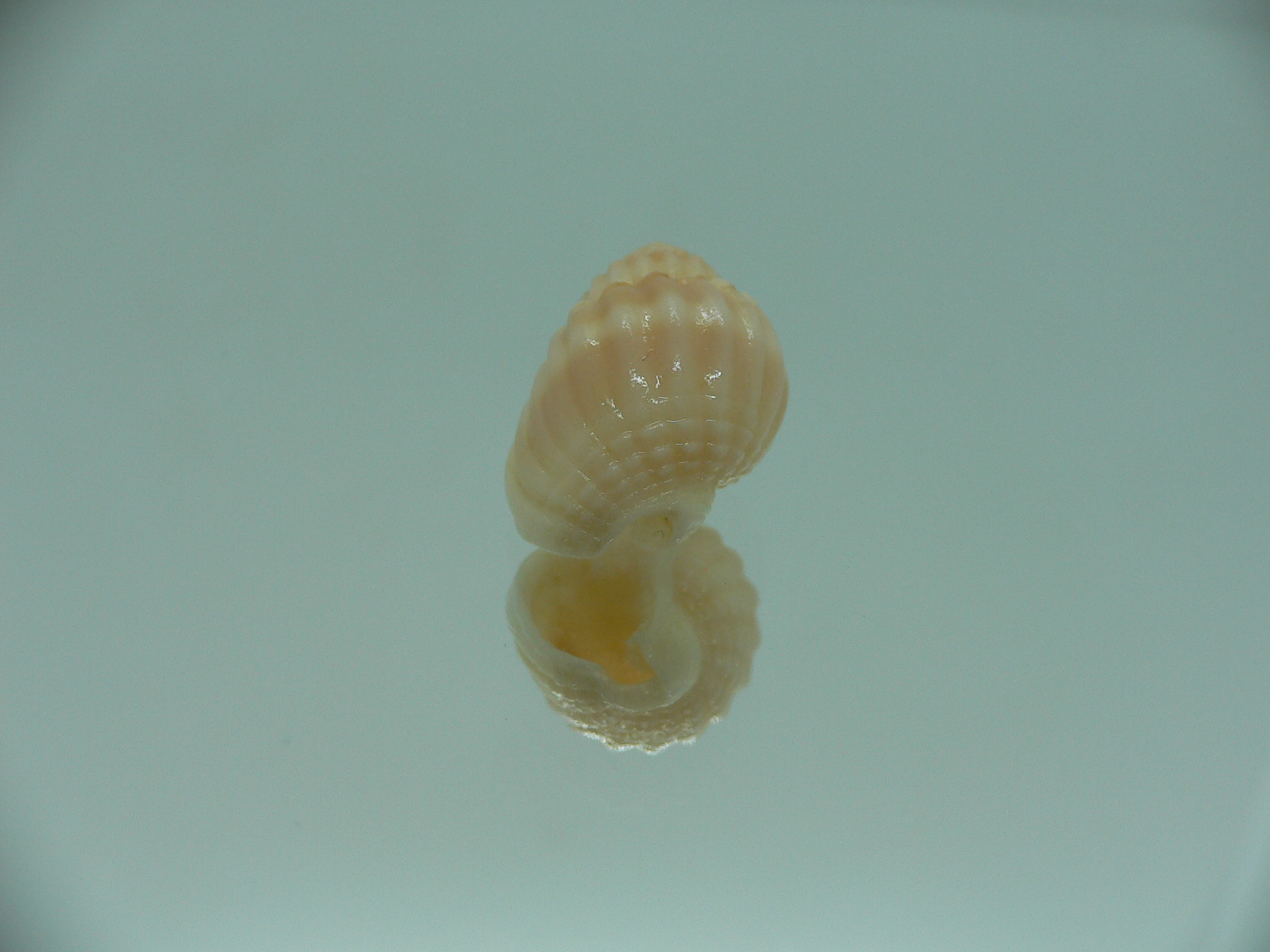 Nassarius livescens UNUSUAL