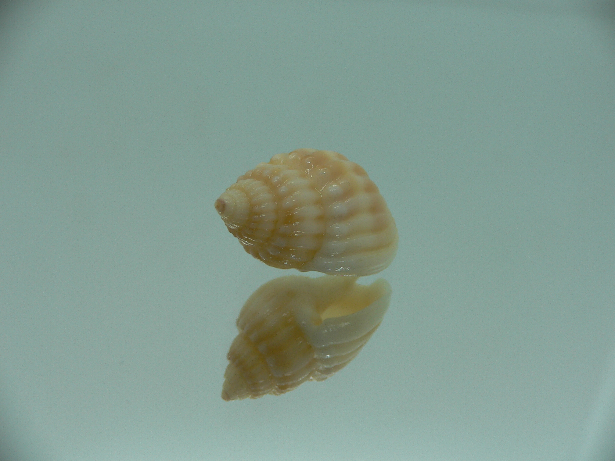 Nassarius livescens UNUSUAL