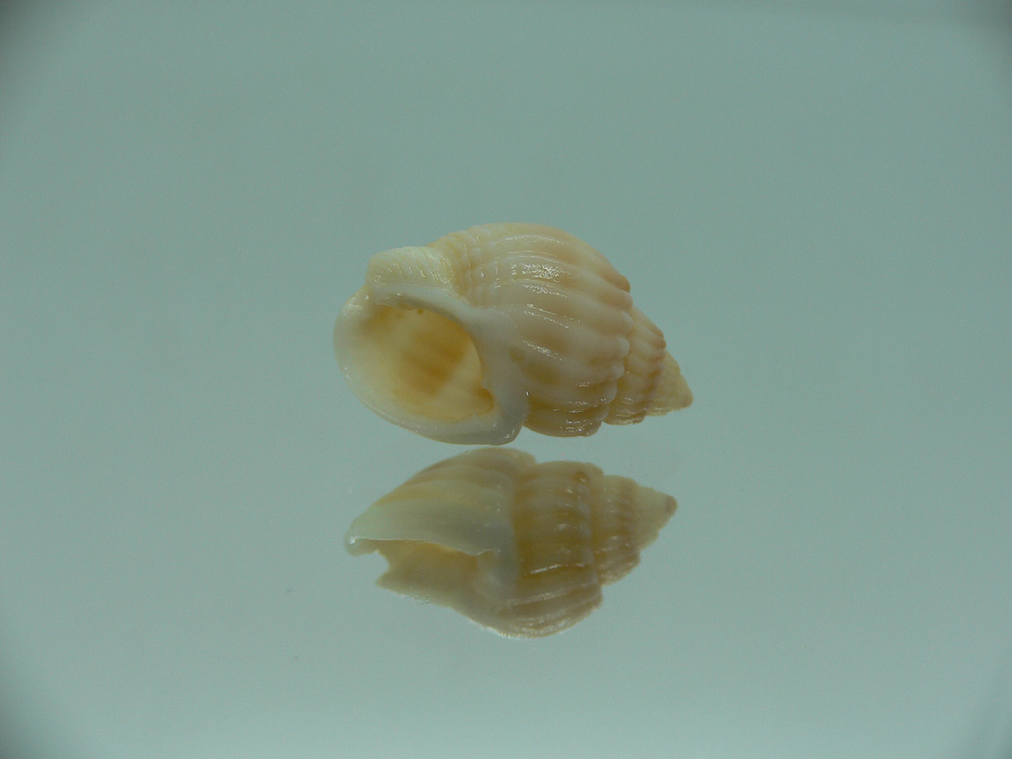 Nassarius livescens UNUSUAL