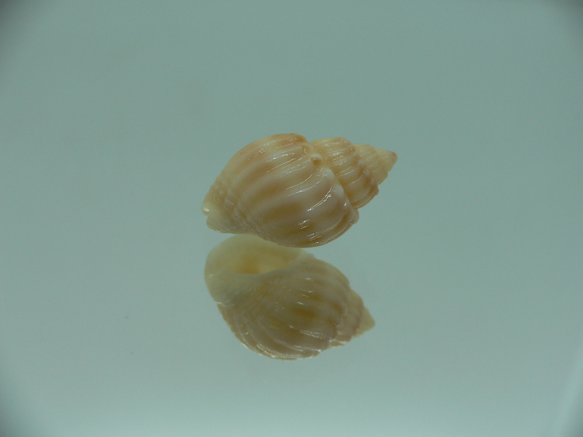 Nassarius livescens UNUSUAL