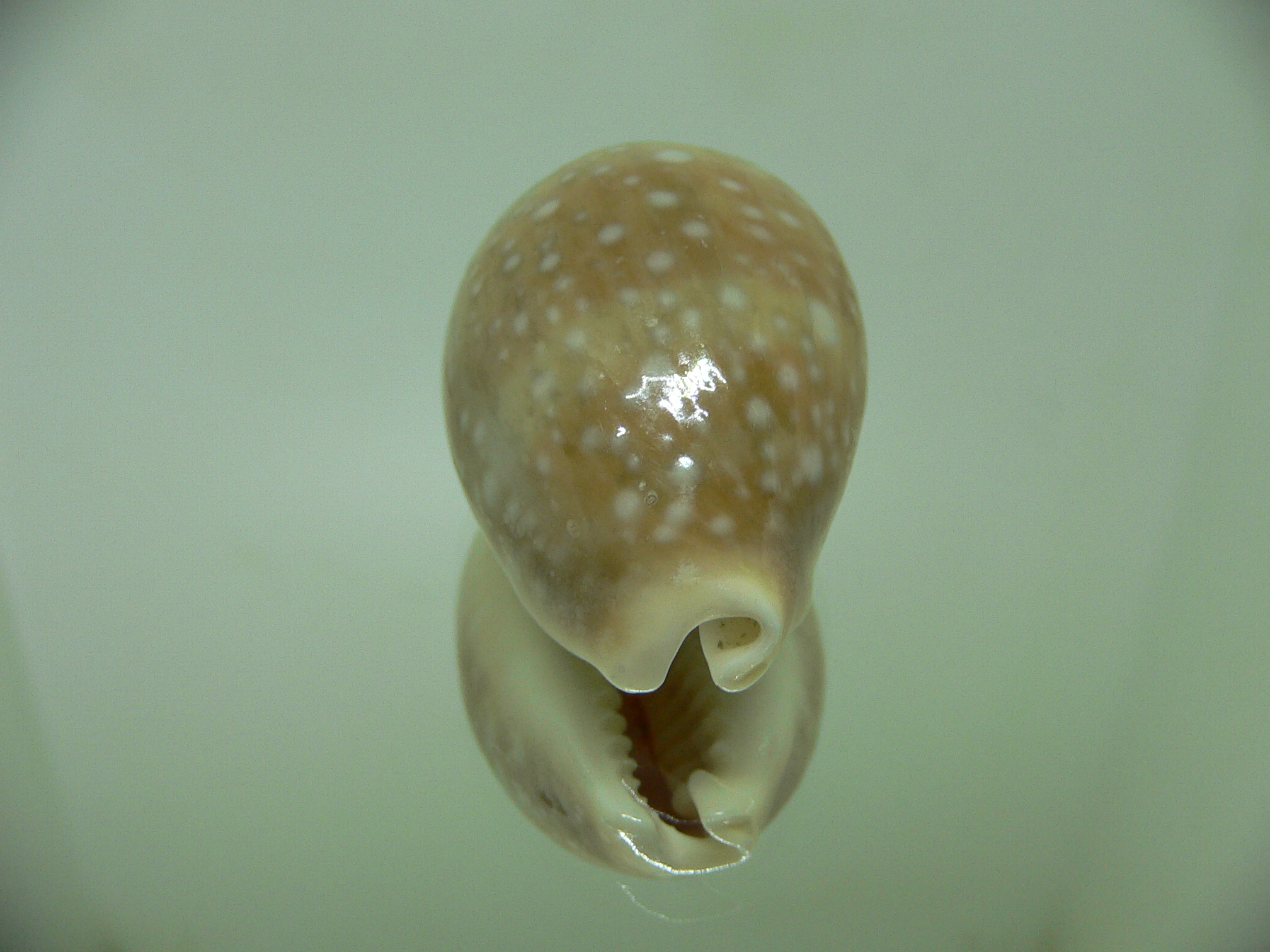 Cypraea vitellus vitellus