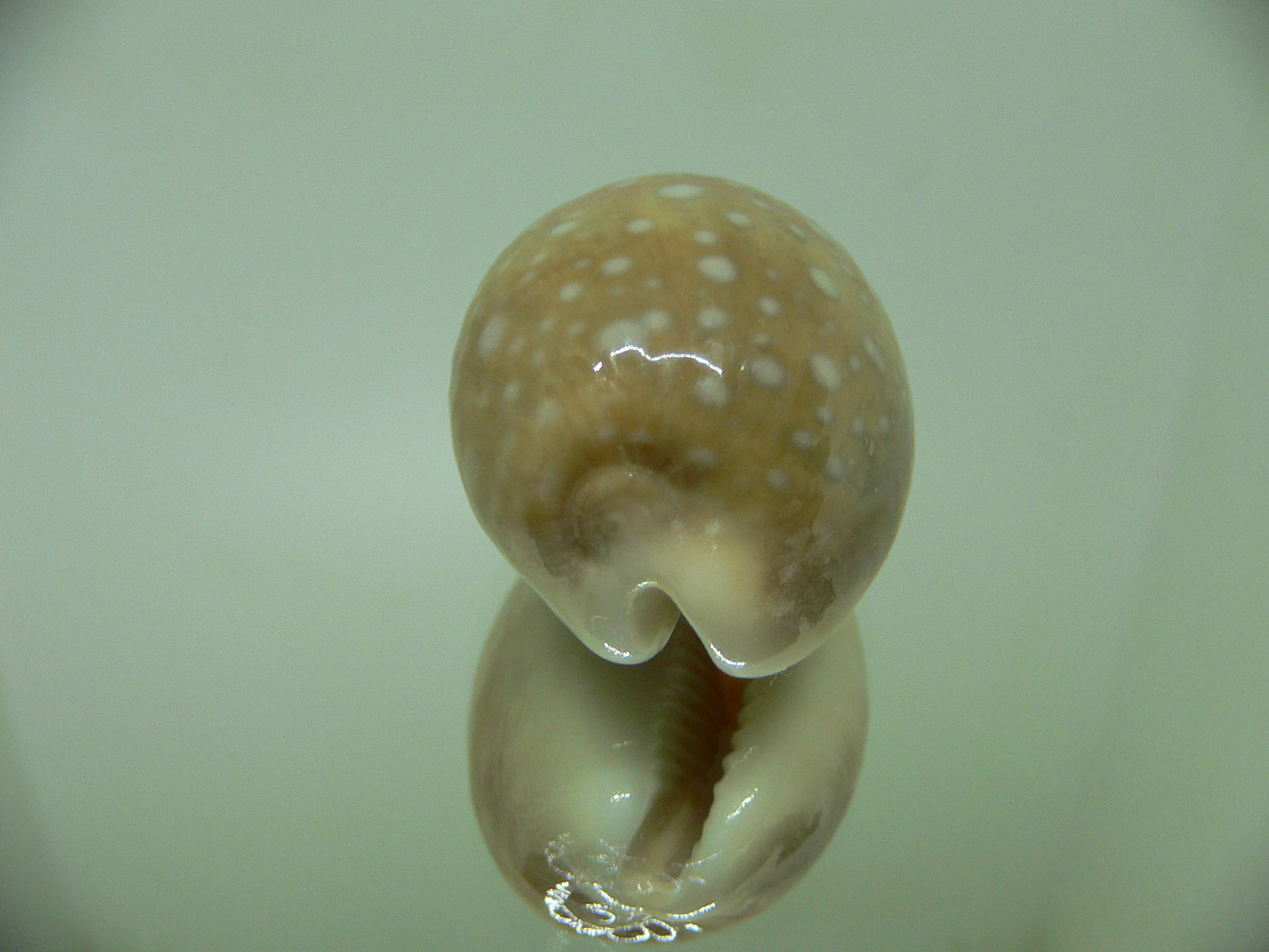 Cypraea vitellus vitellus