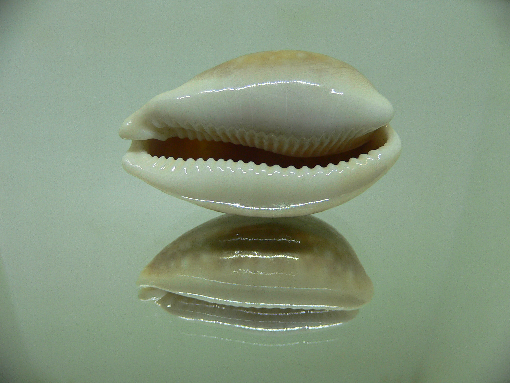 Cypraea vitellus vitellus