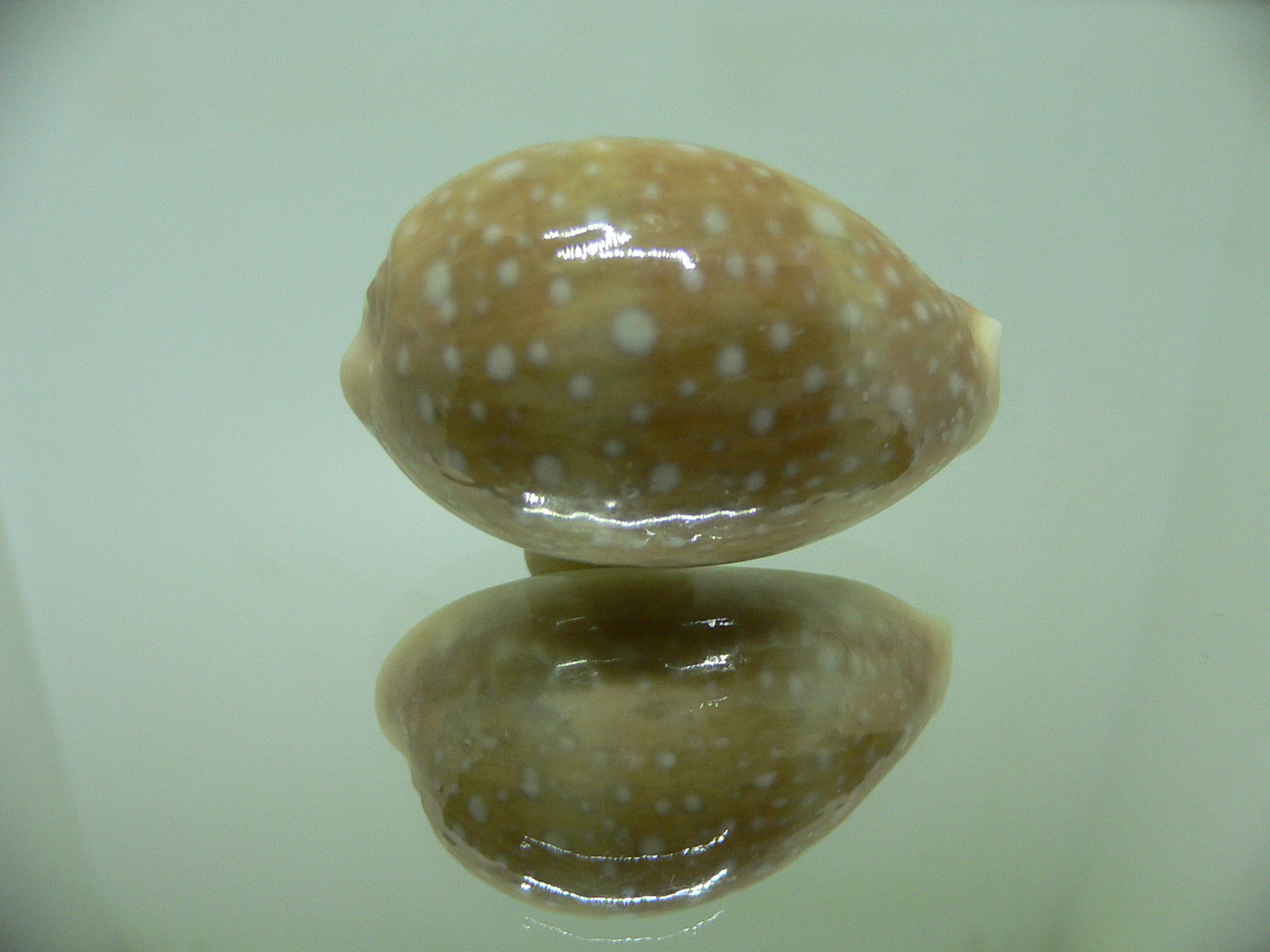 Cypraea vitellus vitellus