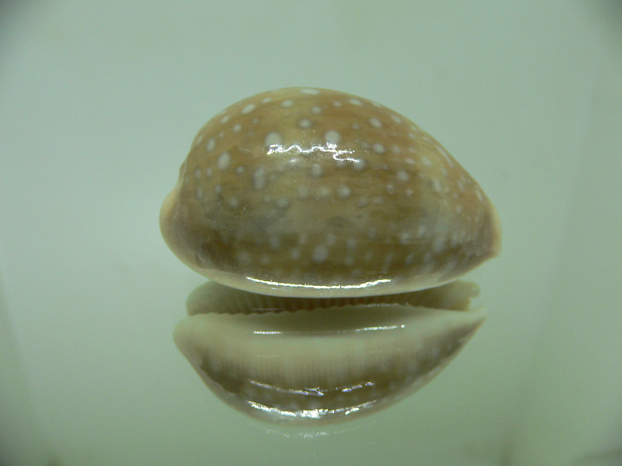 Cypraea vitellus vitellus