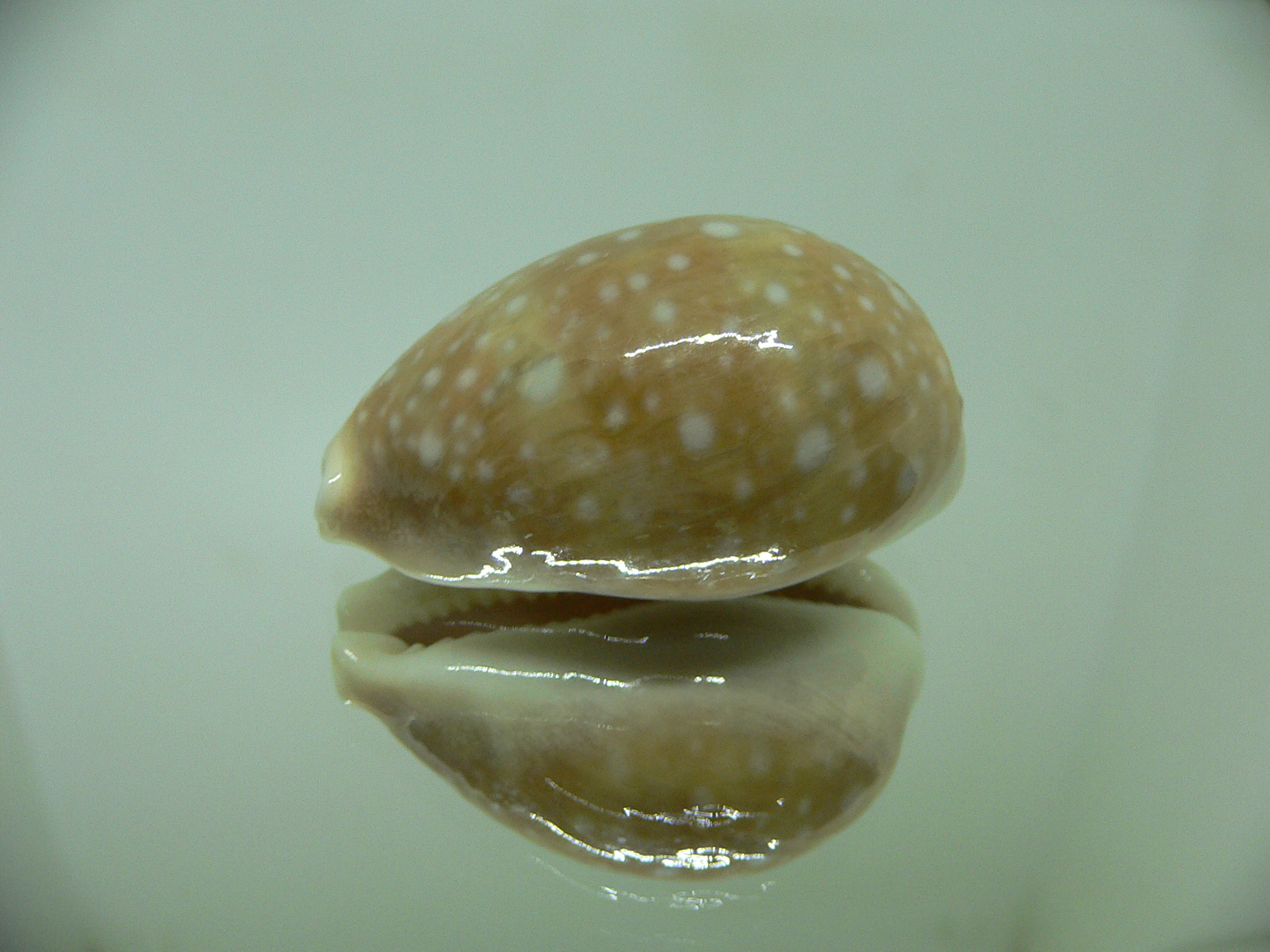 Cypraea vitellus vitellus