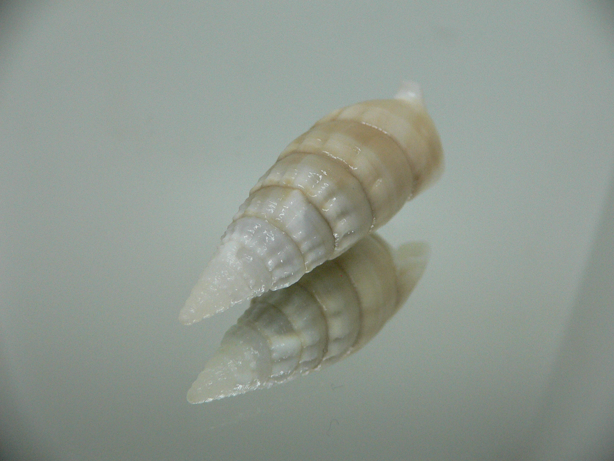 Rhinoclavis vertagus 2