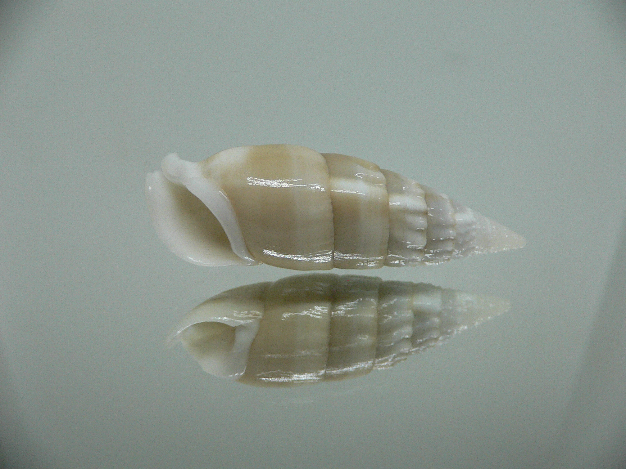 Rhinoclavis vertagus 2