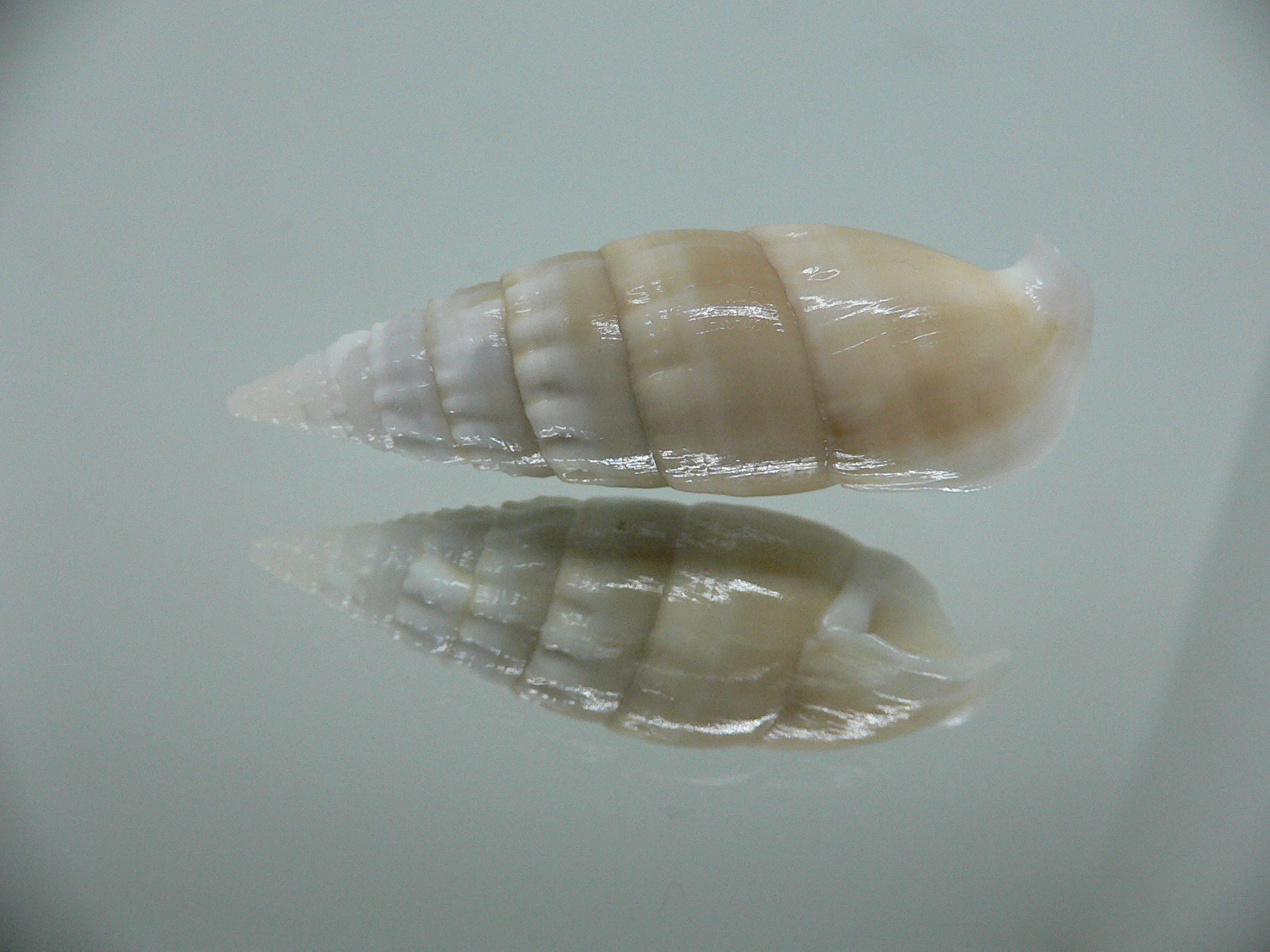 Rhinoclavis vertagus 2