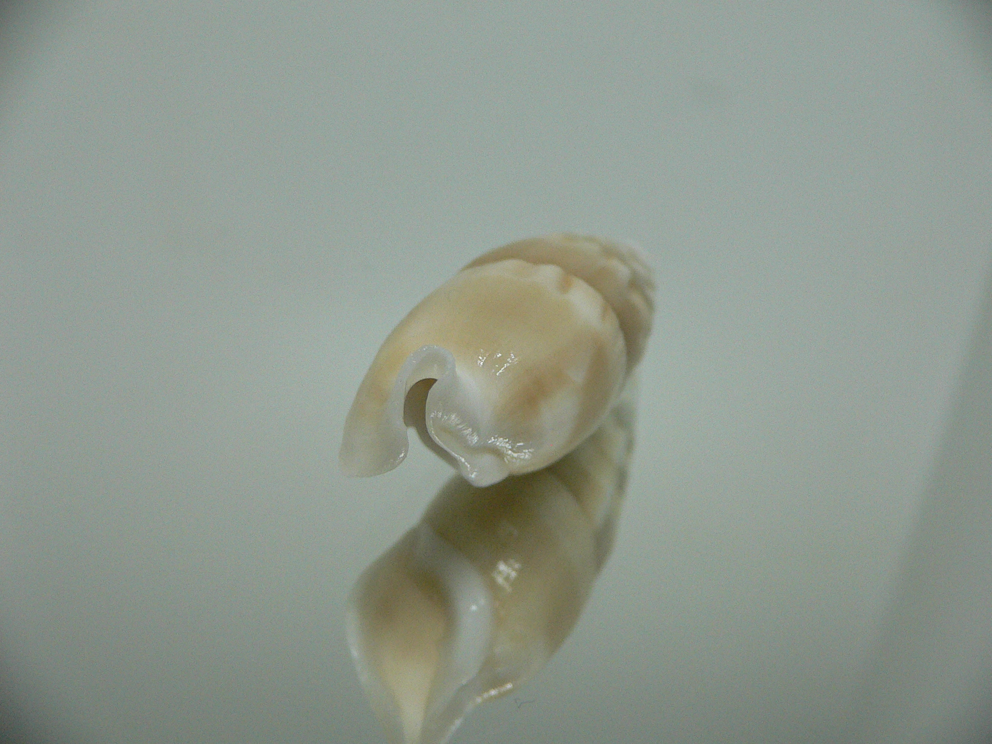 Rhinoclavis vertagus 2