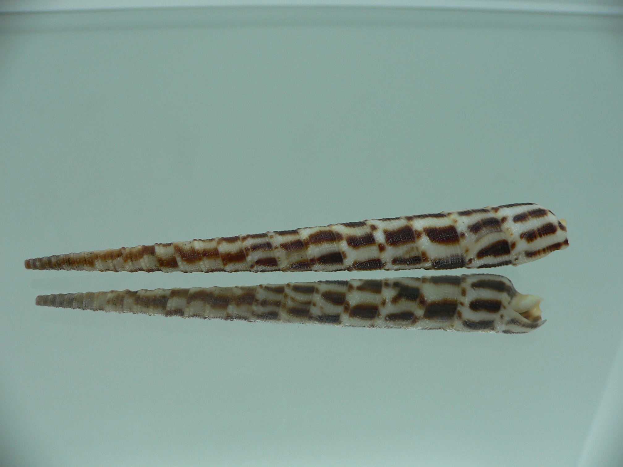 Cinguloterebra commaculata BLACK