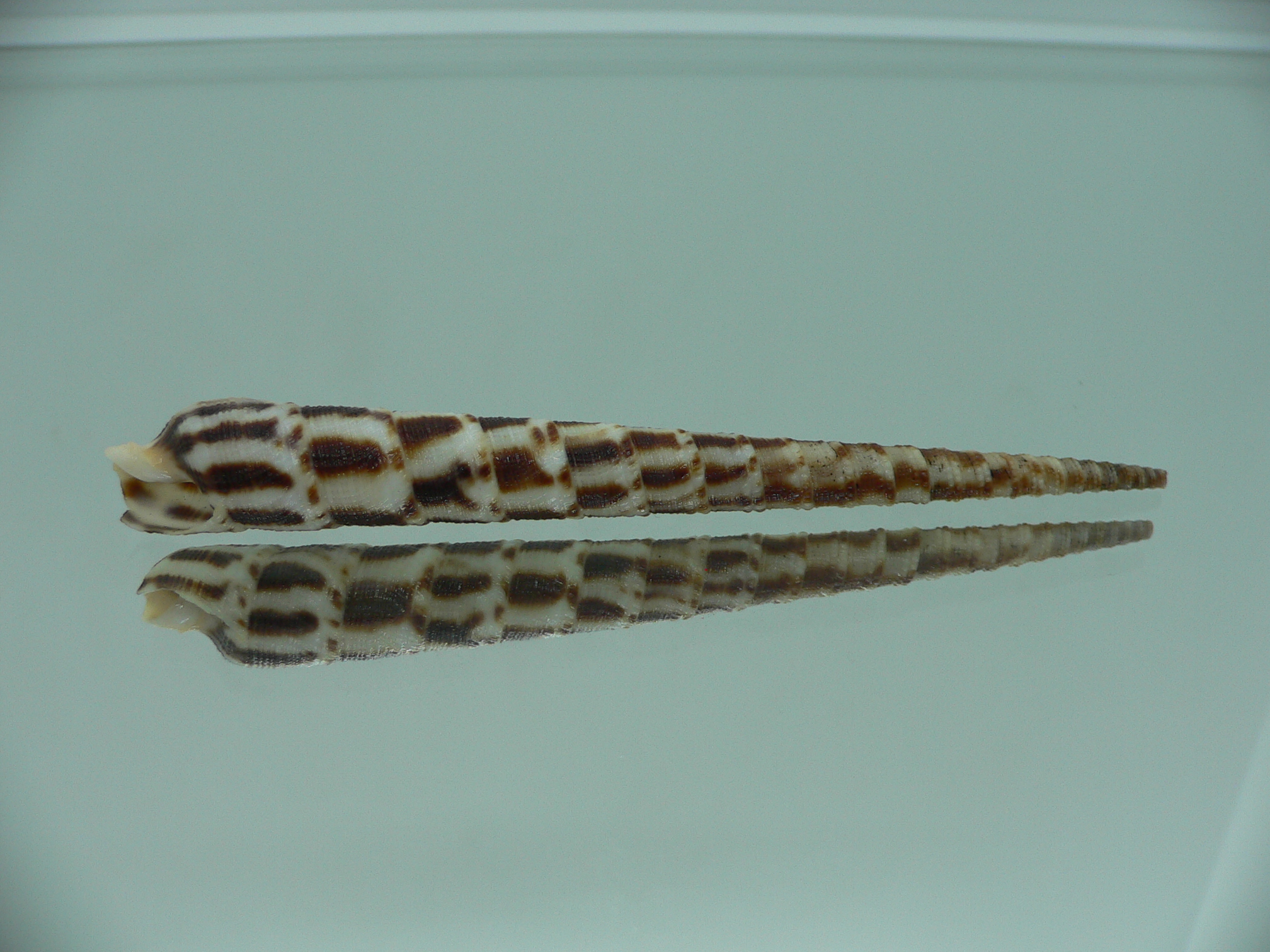 Cinguloterebra commaculata BLACK