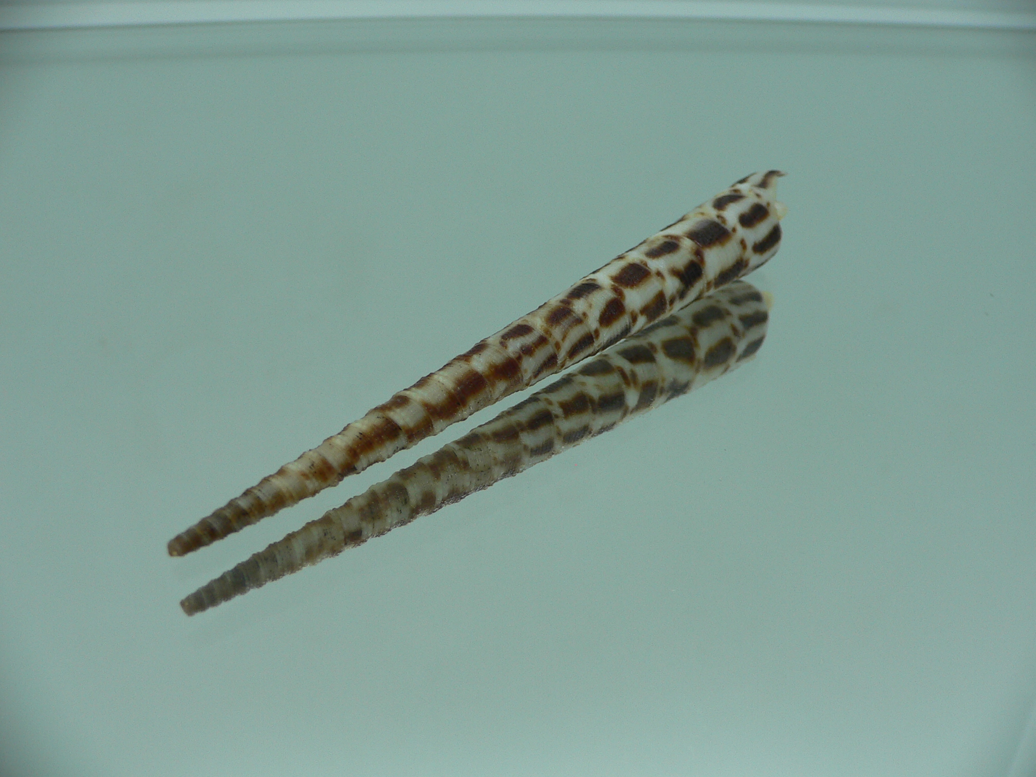 Cinguloterebra commaculata BLACK