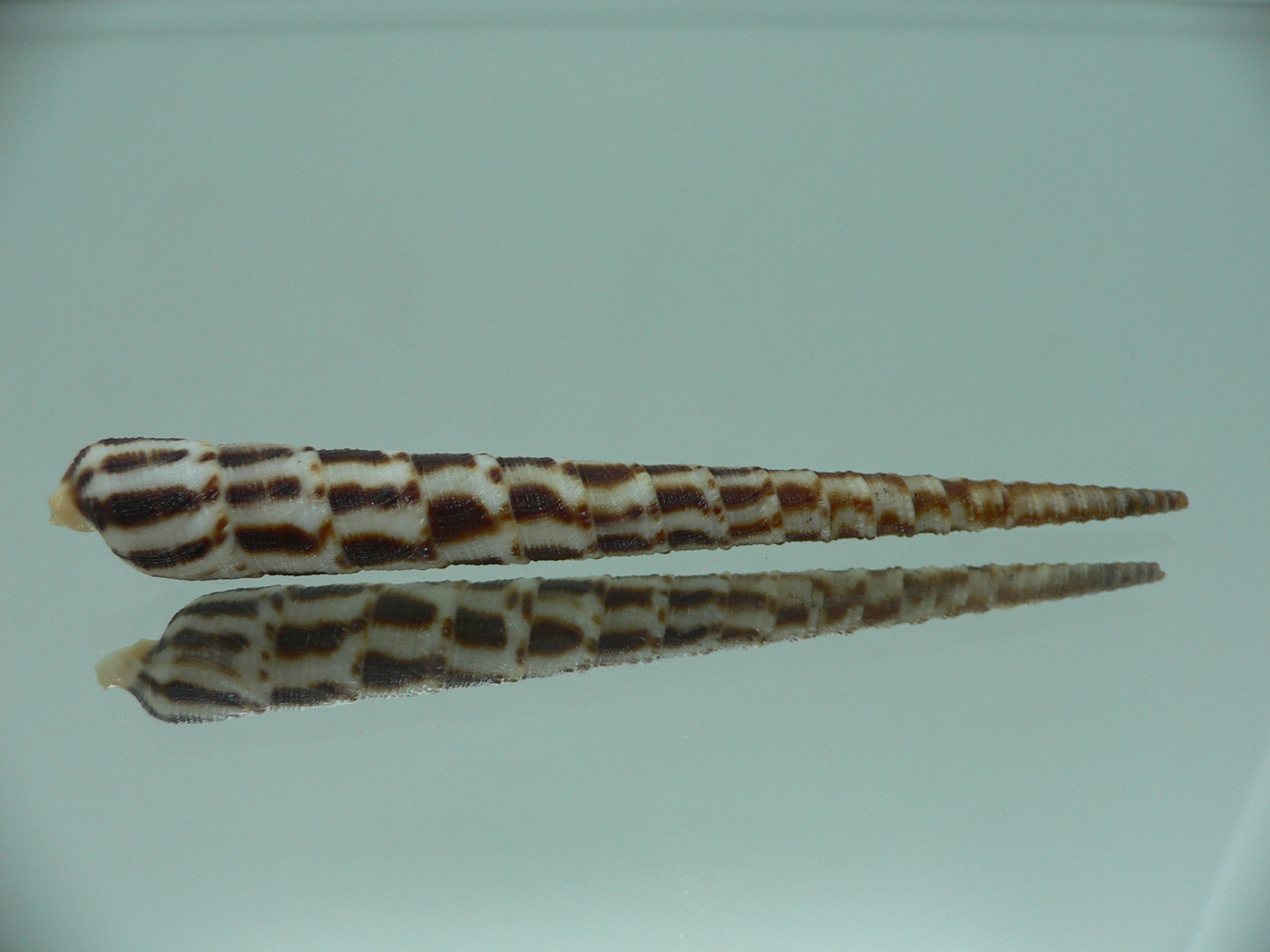 Cinguloterebra commaculata BLACK