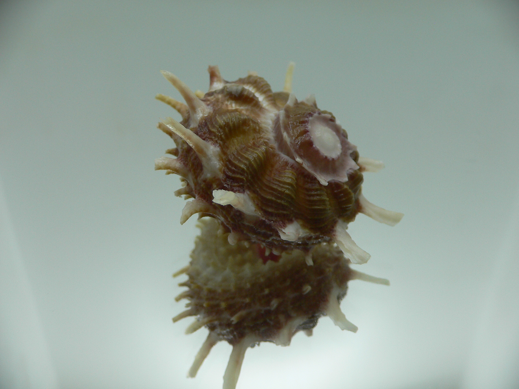 Angaria cf. sphaerula PINK-GREEN