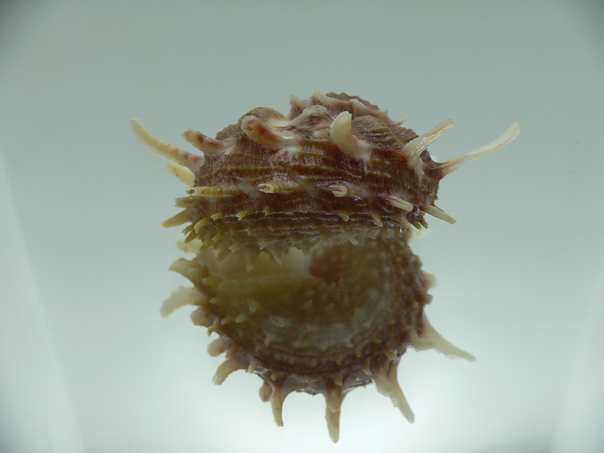 Angaria cf. sphaerula PINK-GREEN