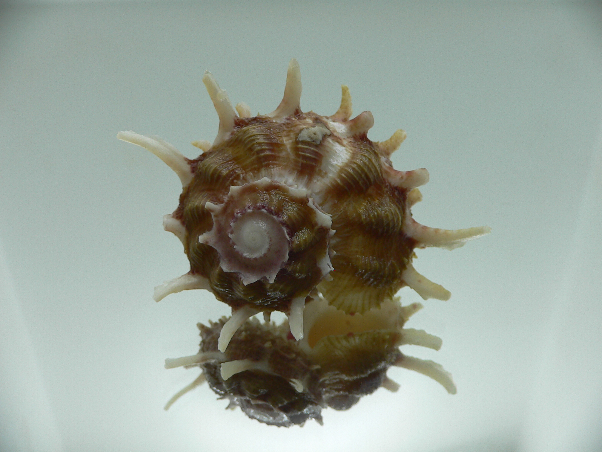 Angaria cf. sphaerula PINK-GREEN